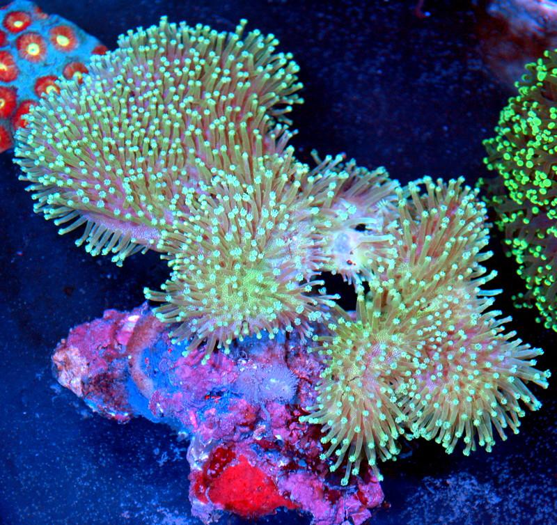 6X5 XXL INDO MULTIHEADED TOADSTOOL CORAL r/extremecorals