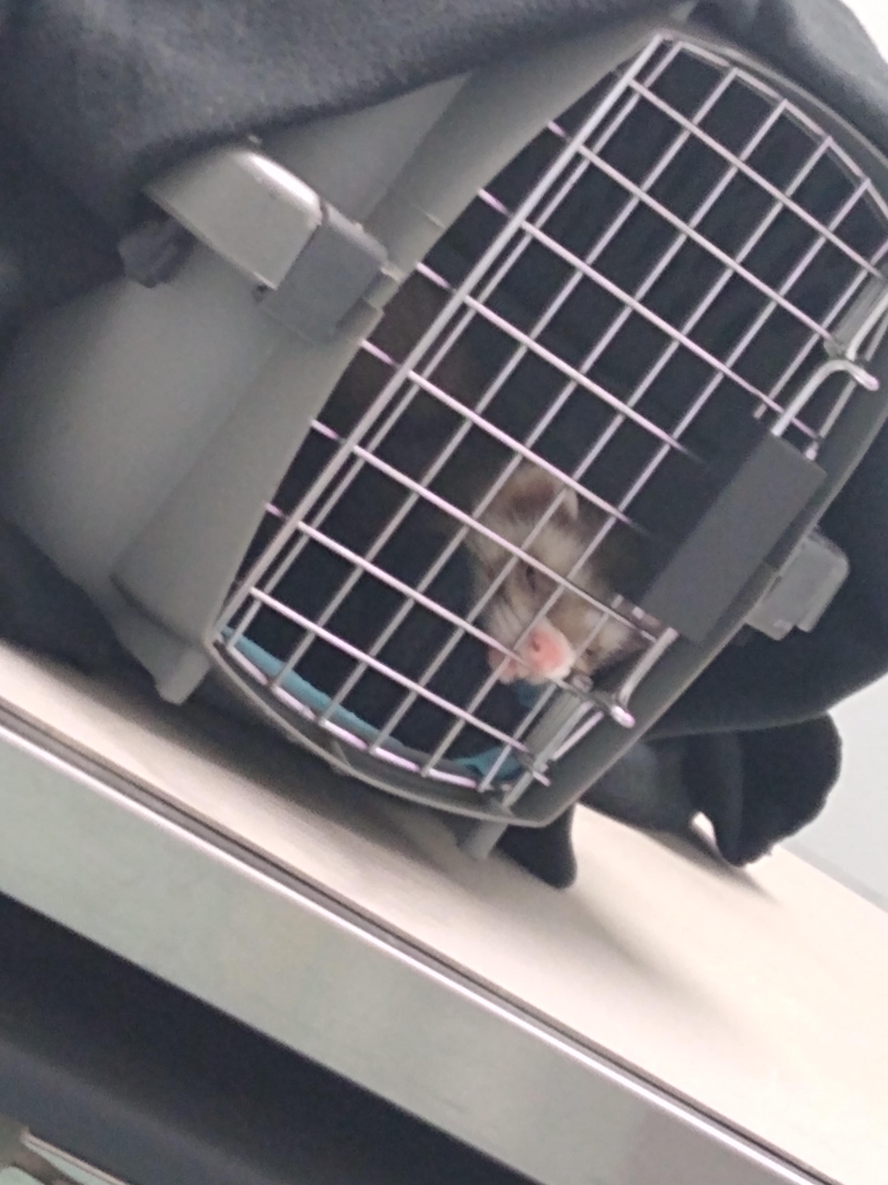Took Eddie and crash to the vet.Eddie was not having it 🤣 r/ferrets