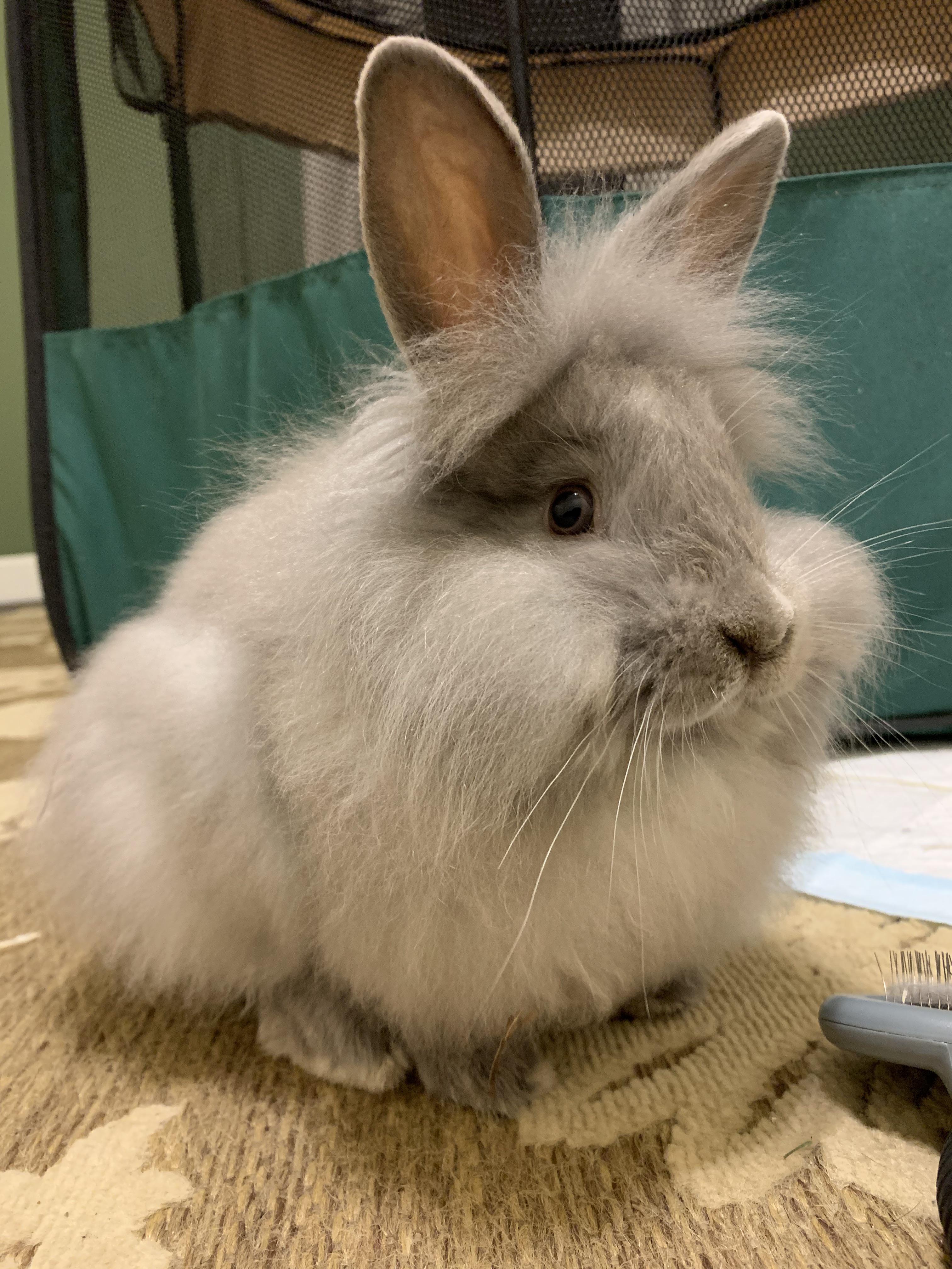 Advice on litter for a fluffy bun! Rooney here is great at using his