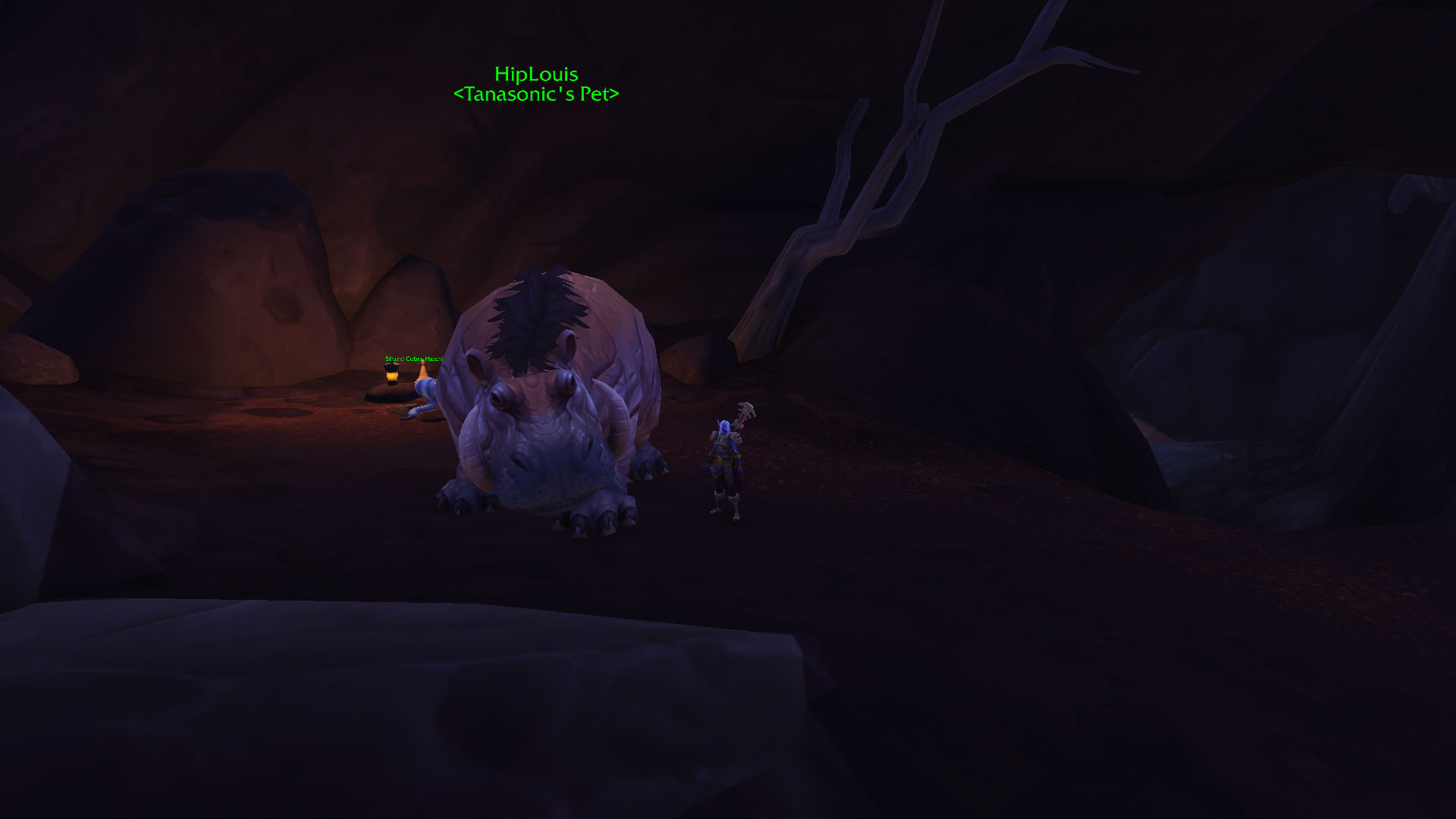 22 Best Hunter Pets Bfa Collection See more ideas about pets, cute