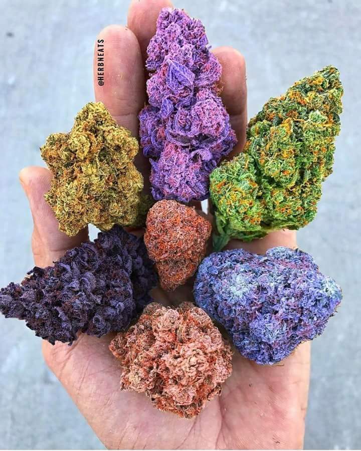 Rainbow Cannabis Seeds aka Rainbow Kush