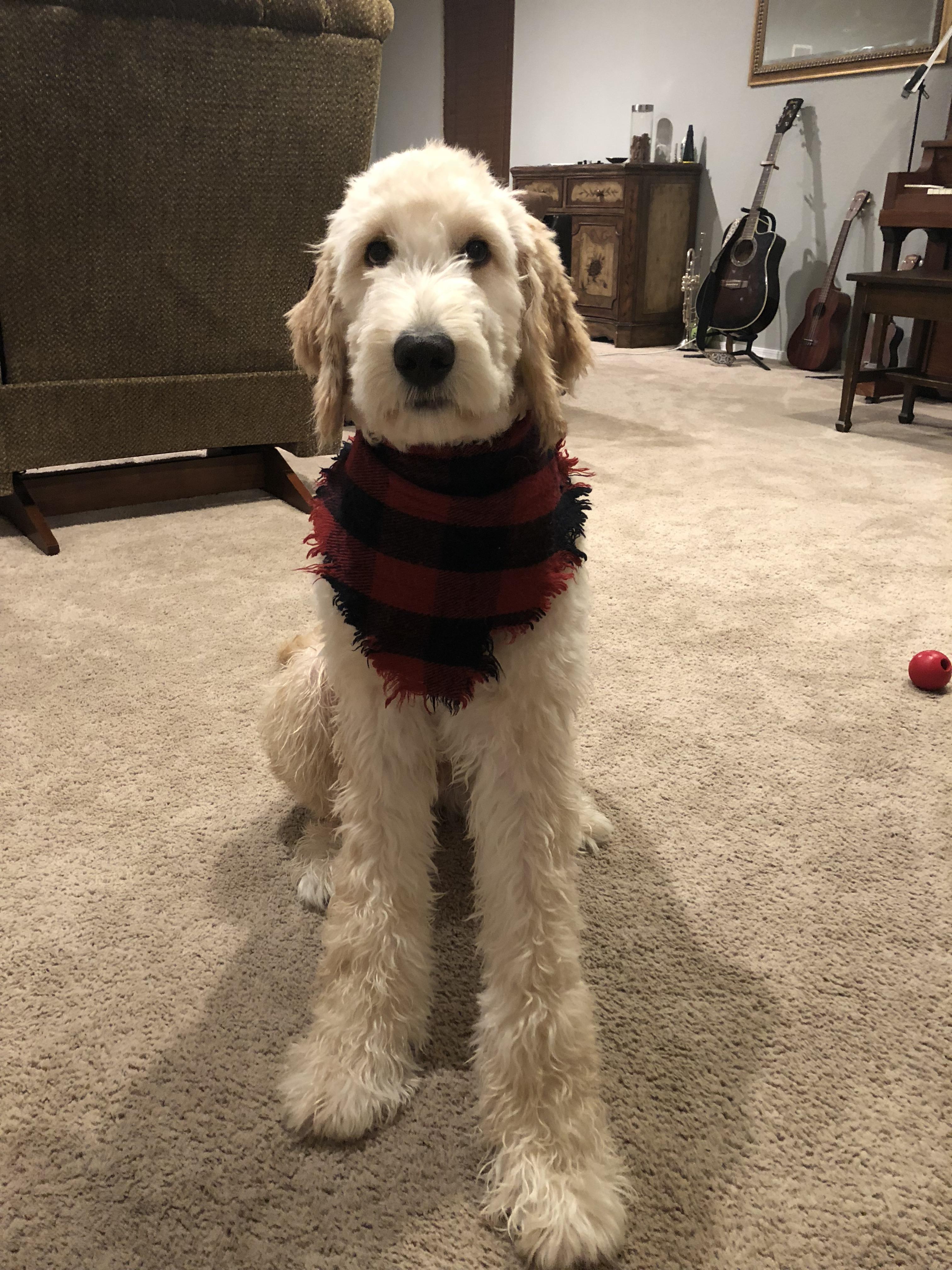 Handsome pup got his first haircut! Goldendoodles