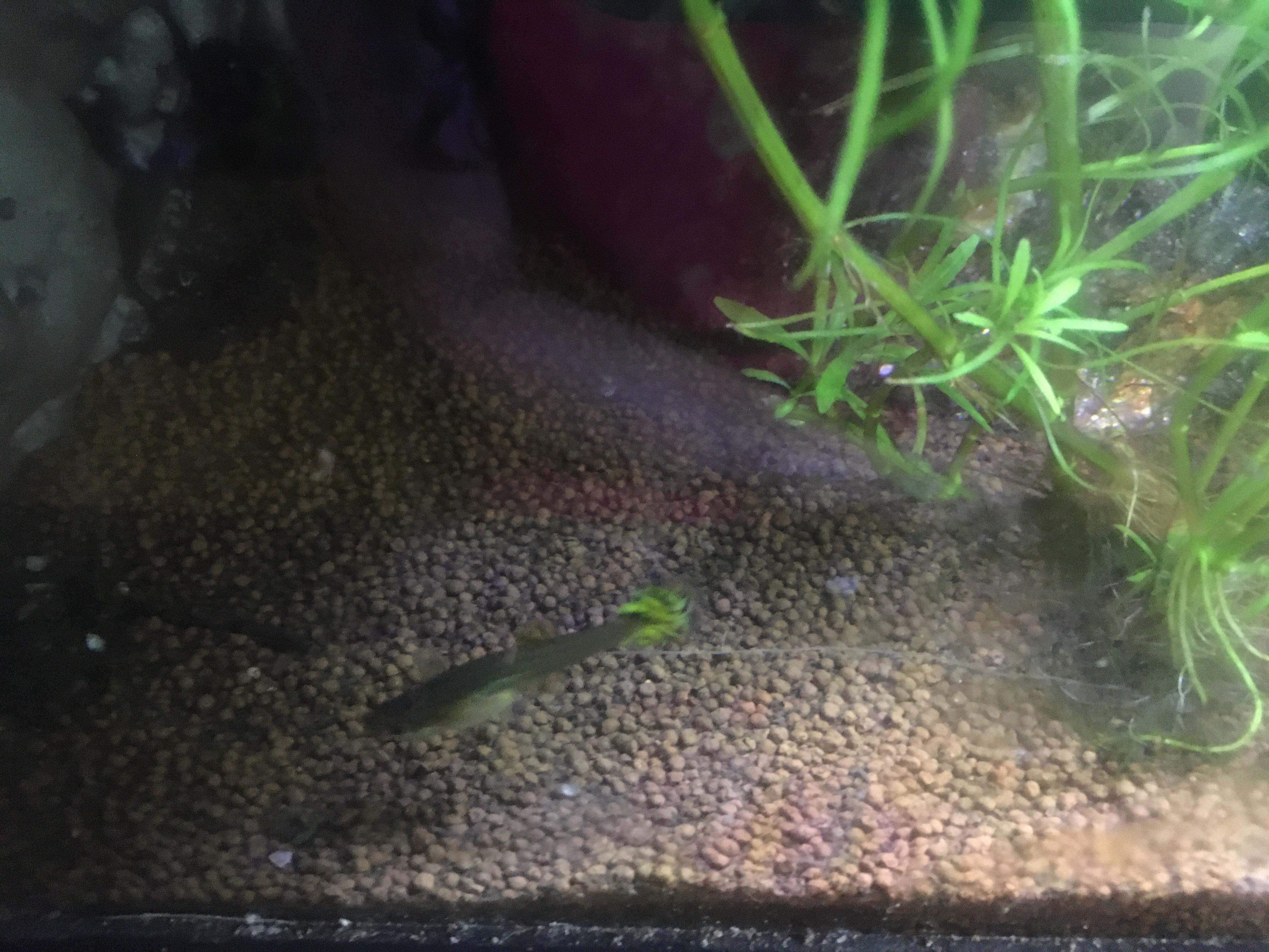 Is this type of substrate acceptable for an axolotl? r/axolotls