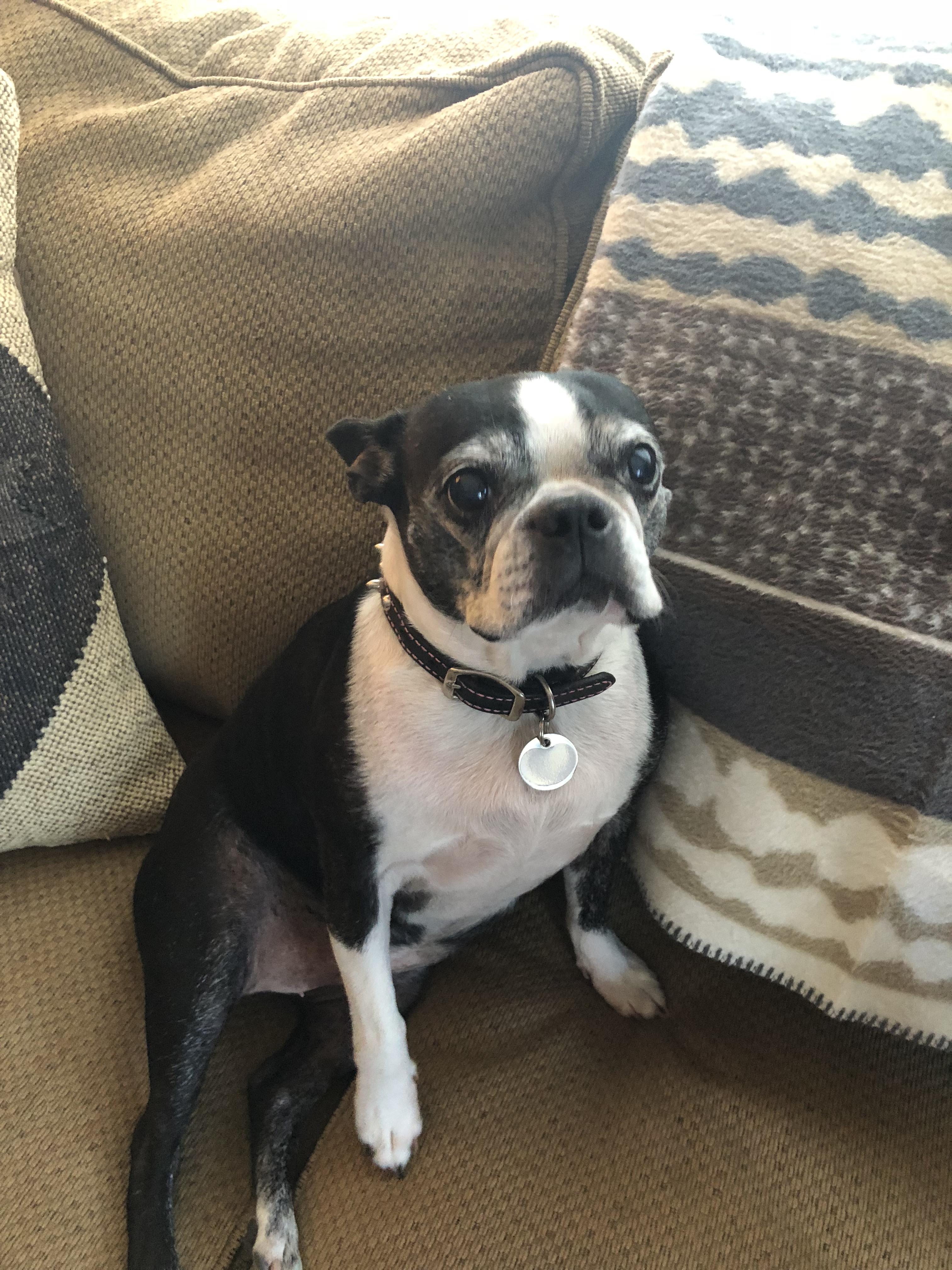 My moms fatty Boston terrier... meet Daphne Scrappy Doo