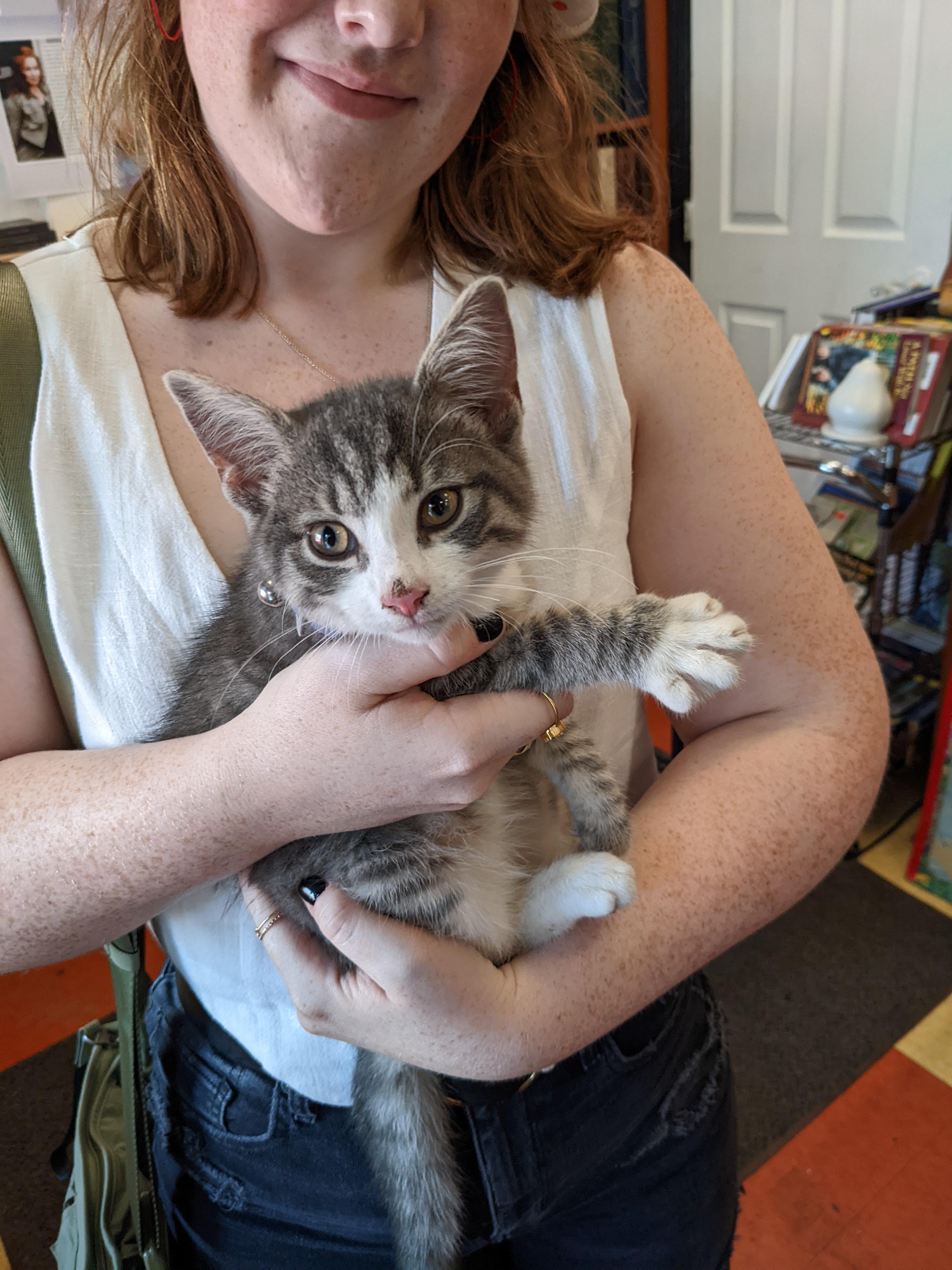Hey y'all, lost kitten found in front of Prince St Cafe lancaster