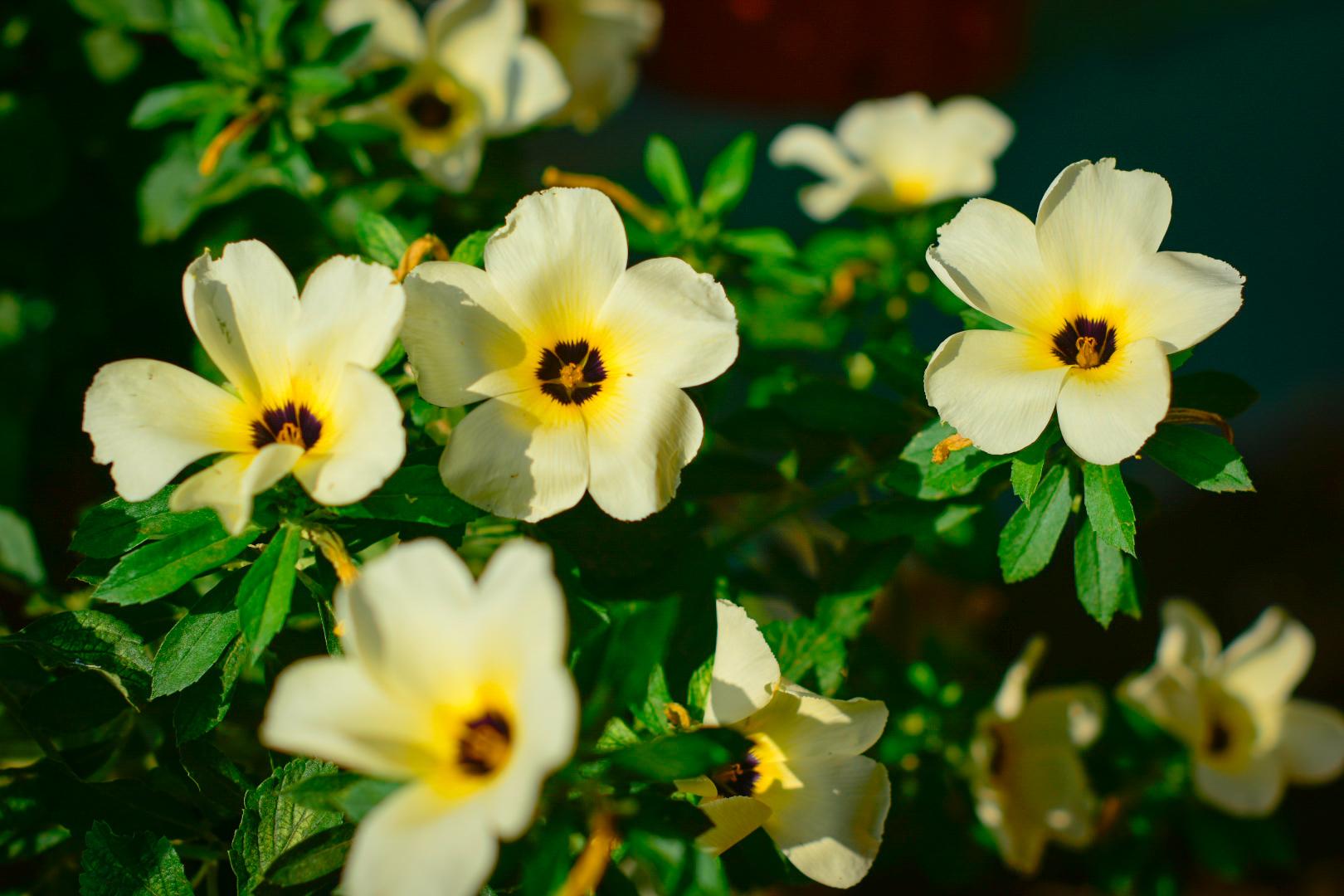 White Buttercups are so cheerful... Love them. r/gardening