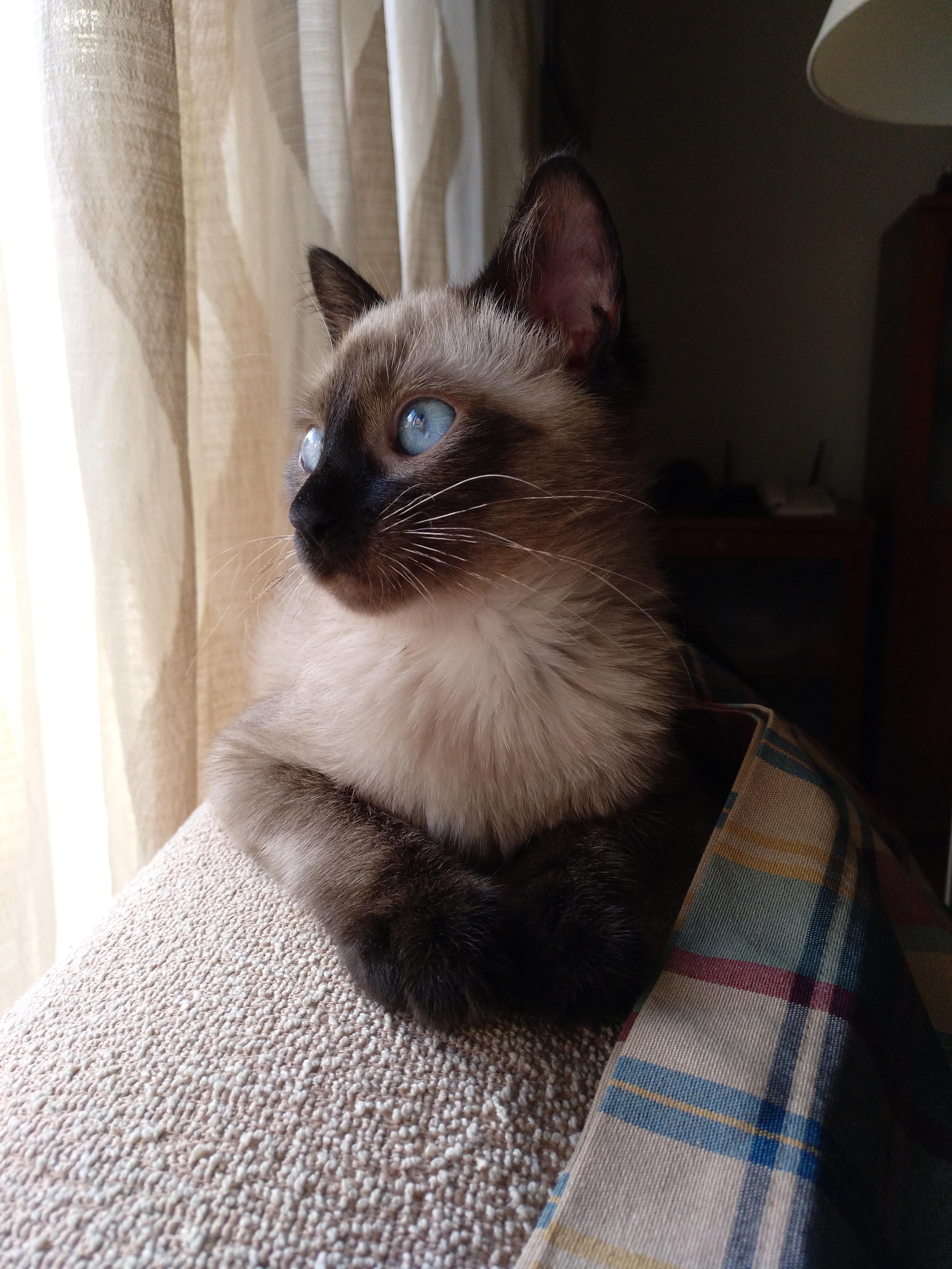 My 4 month old adopted siamese, Grey Siamesecats