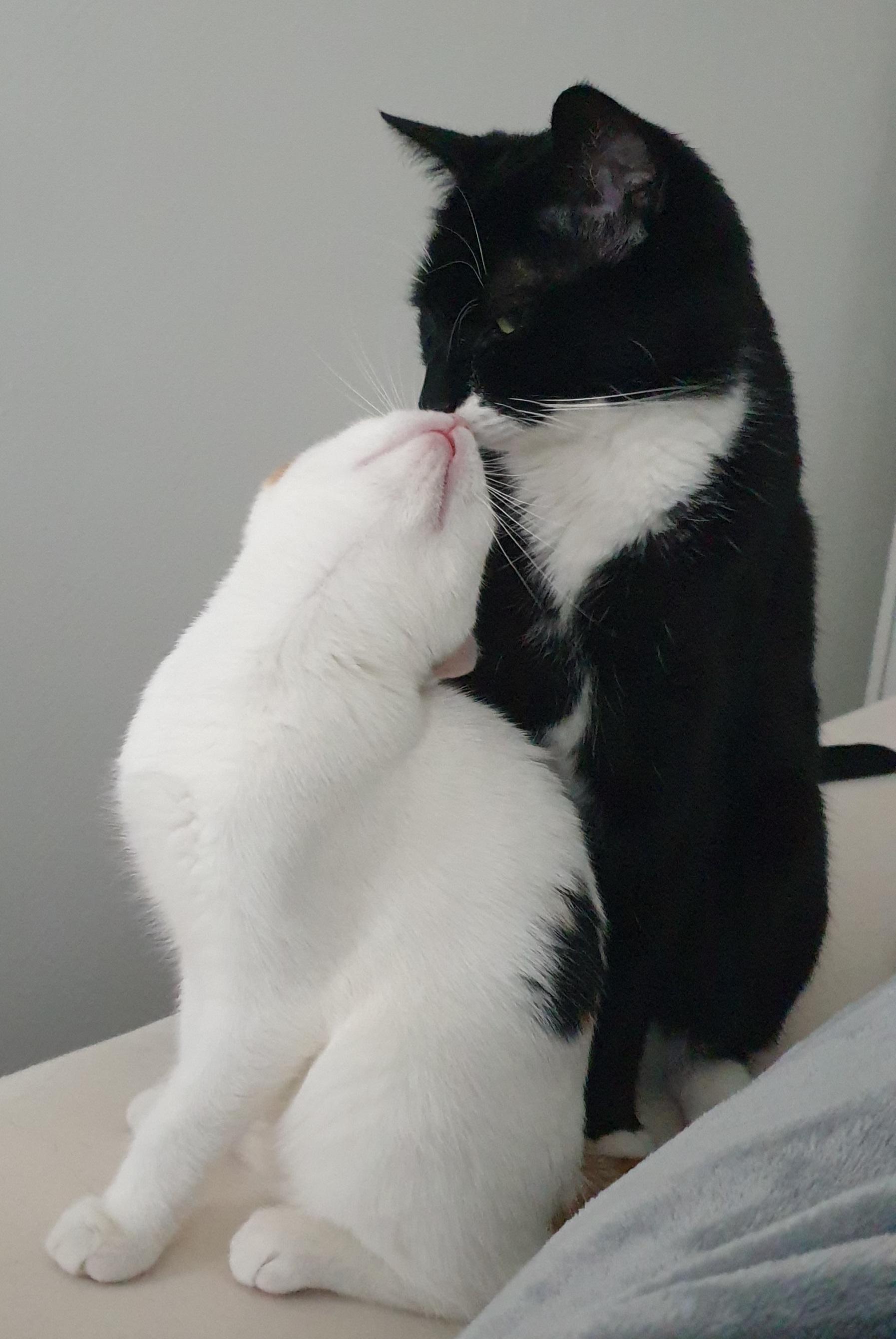 Cats Kissing