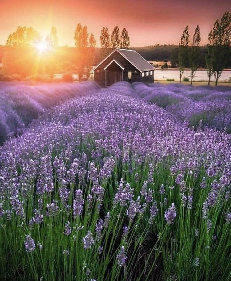 Lavender farm r/pics