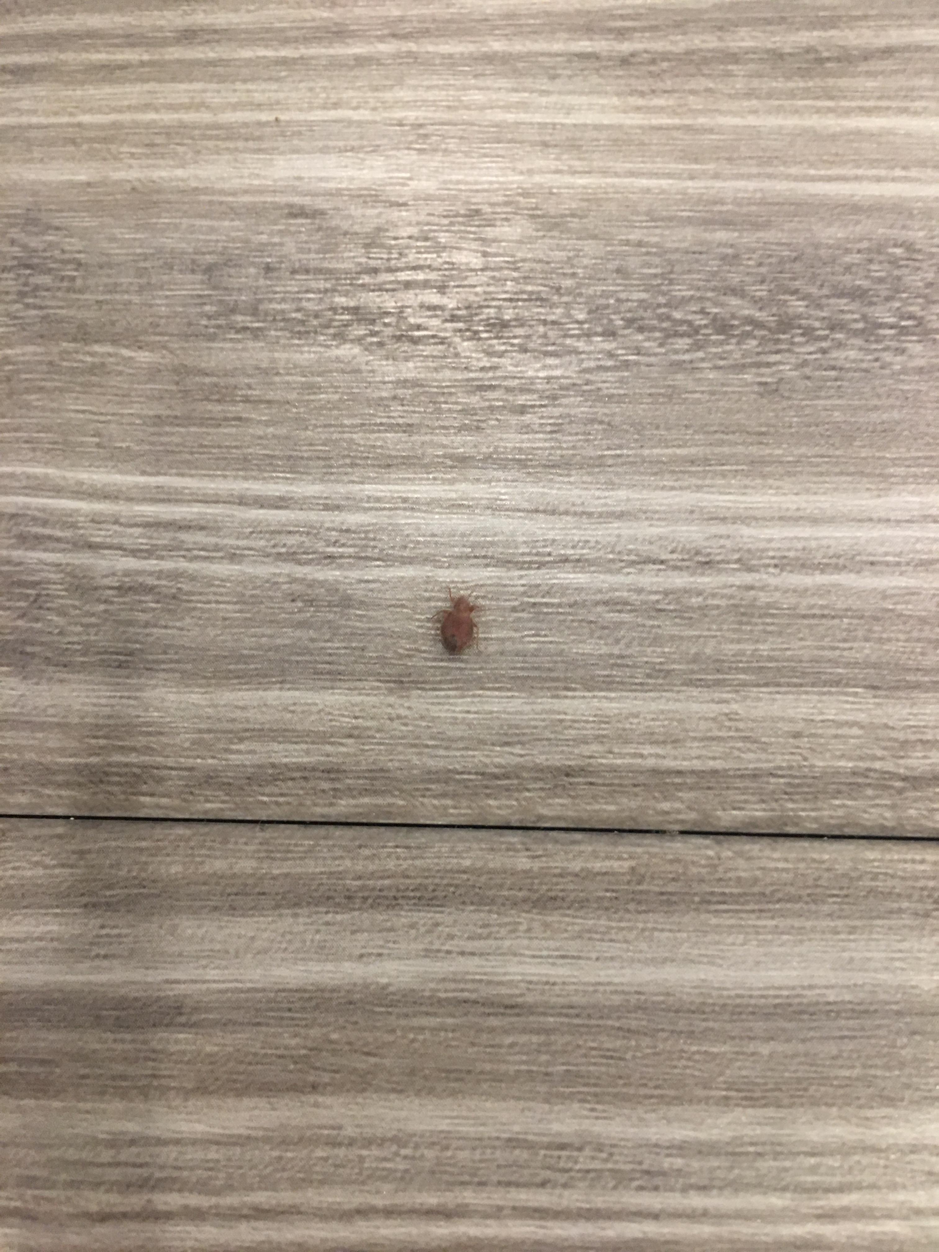 36 weeks Pregnant and found a Bed bug r/Bedbugs