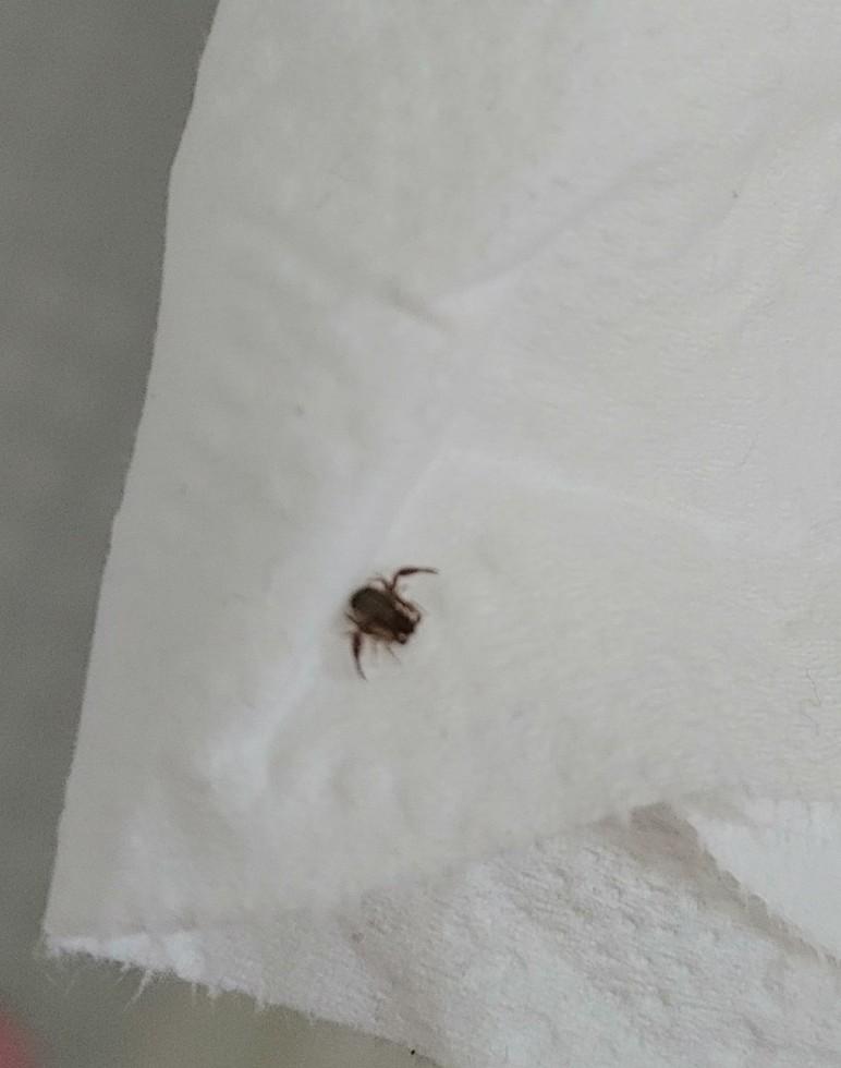 Found in our bathtub, Edmonton, Alberta r/whatsthisbug