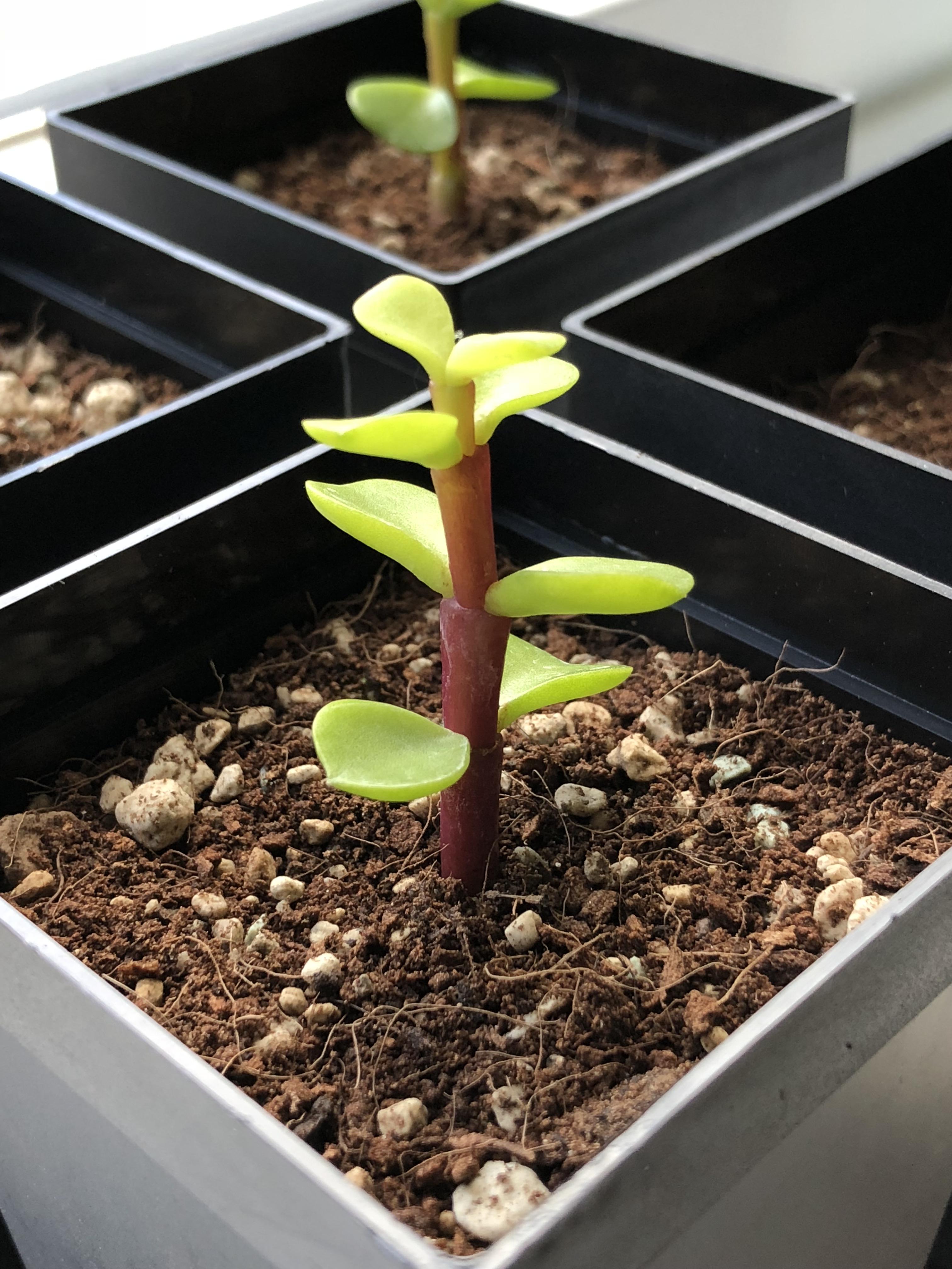 How To Replant Succulents Without Roots 1liitleheartdoris