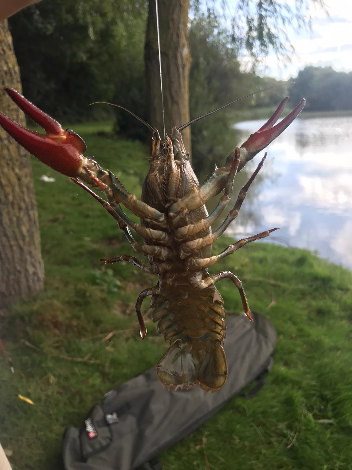 Signal crayfish. An invasion species caught here in the English