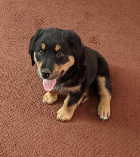 Our new baby and first rott! Meet 9 week old Sarge! Any tips for