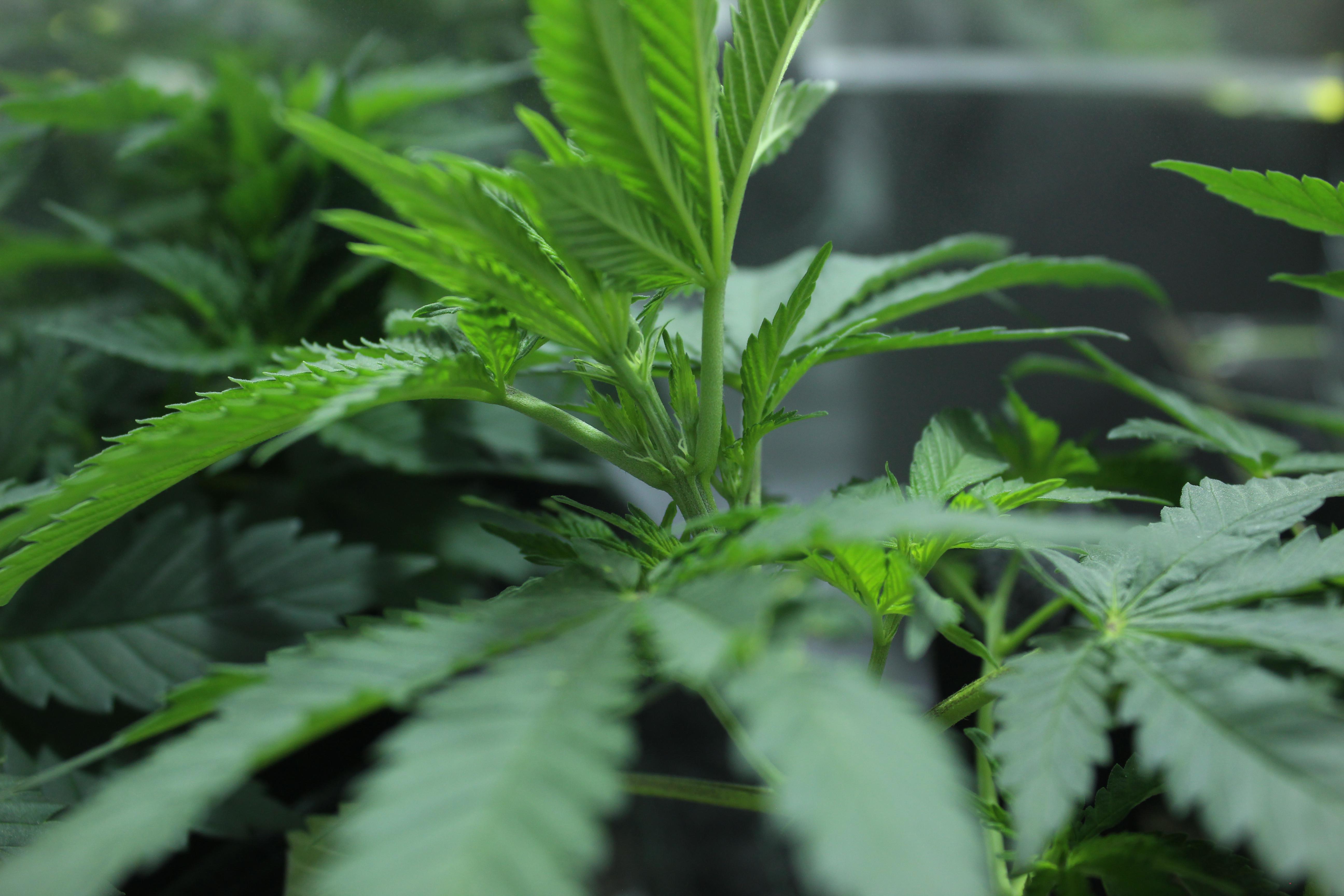 2 of my 4 photo period plants started flowering after 4 weeks of vege