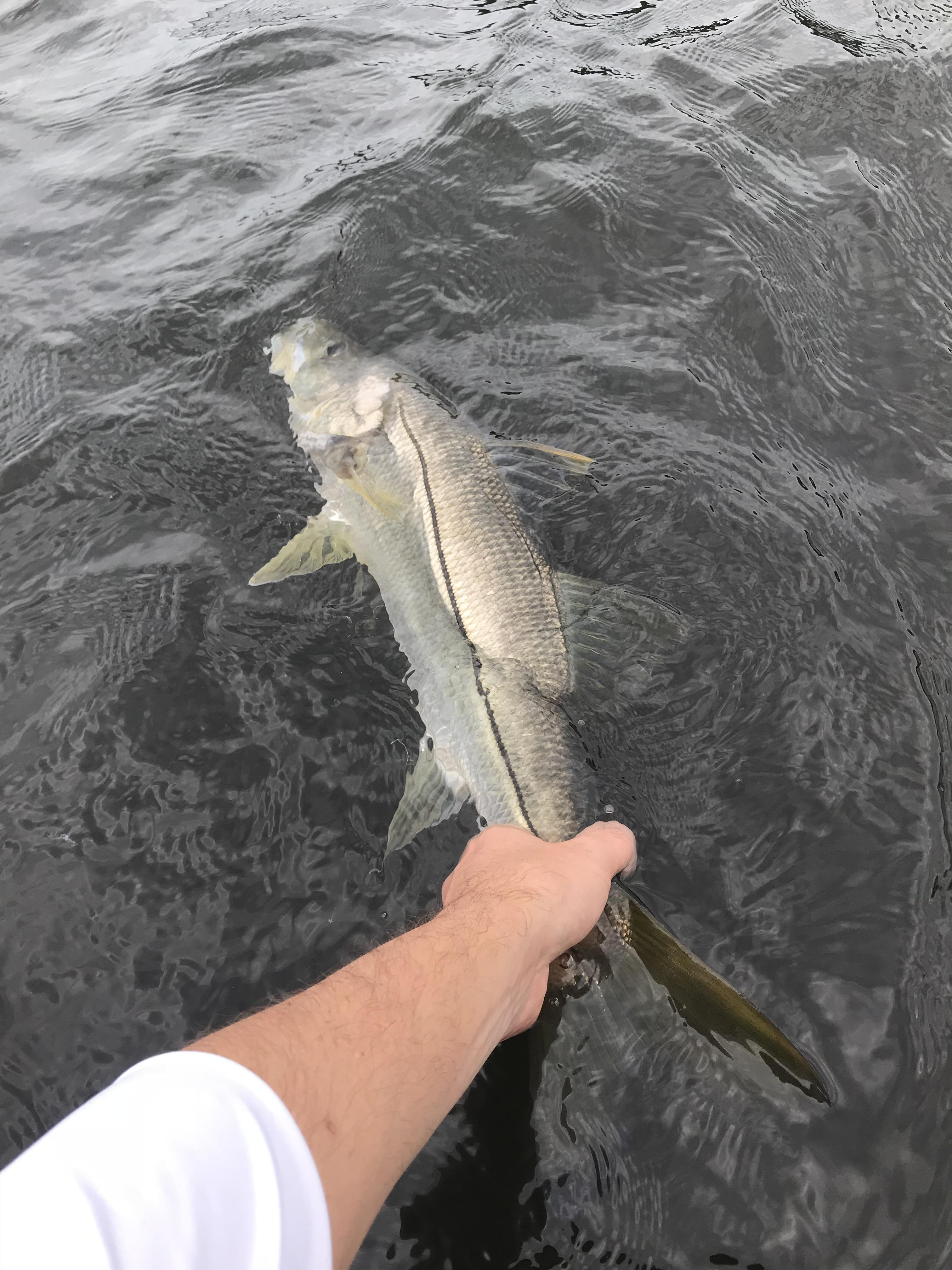 South Florida snook r/Fishing