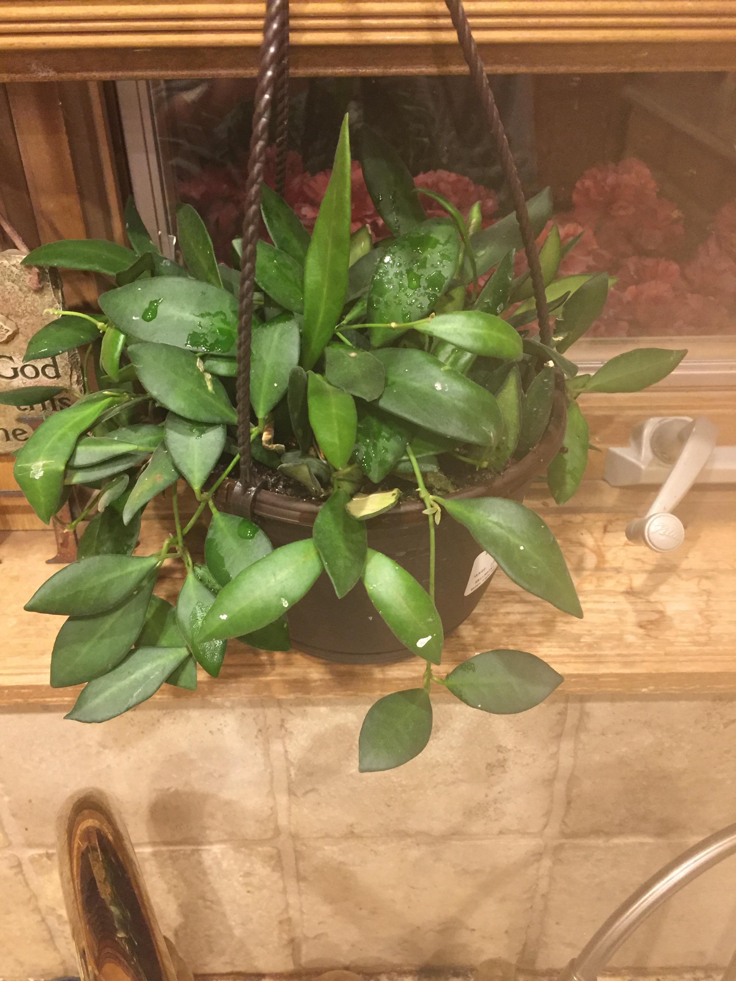 What's this plant? (Please ignore gross fake flowers outside) r/plants