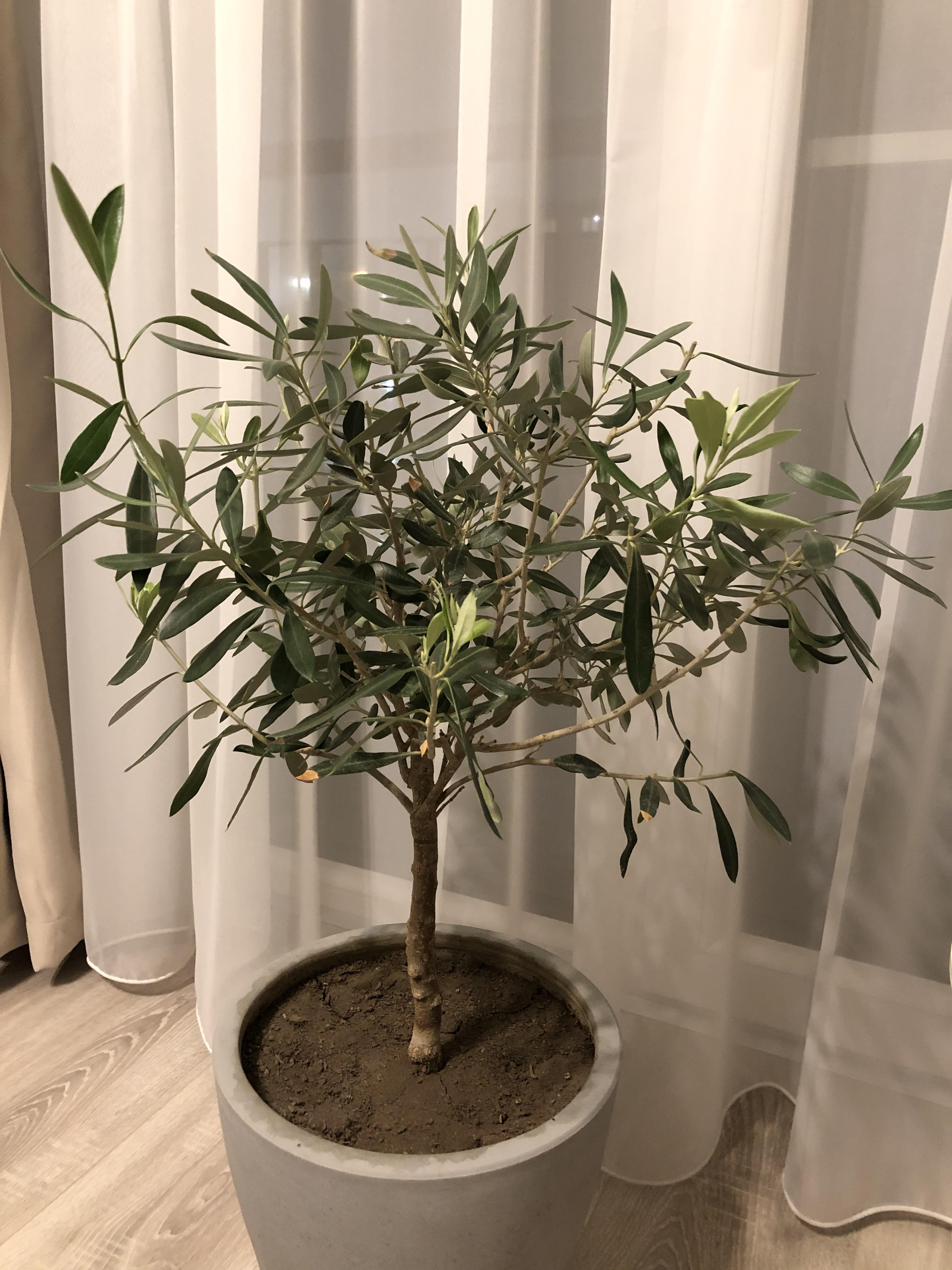 Anyone else growing olive trees indoors? Got this little guy from