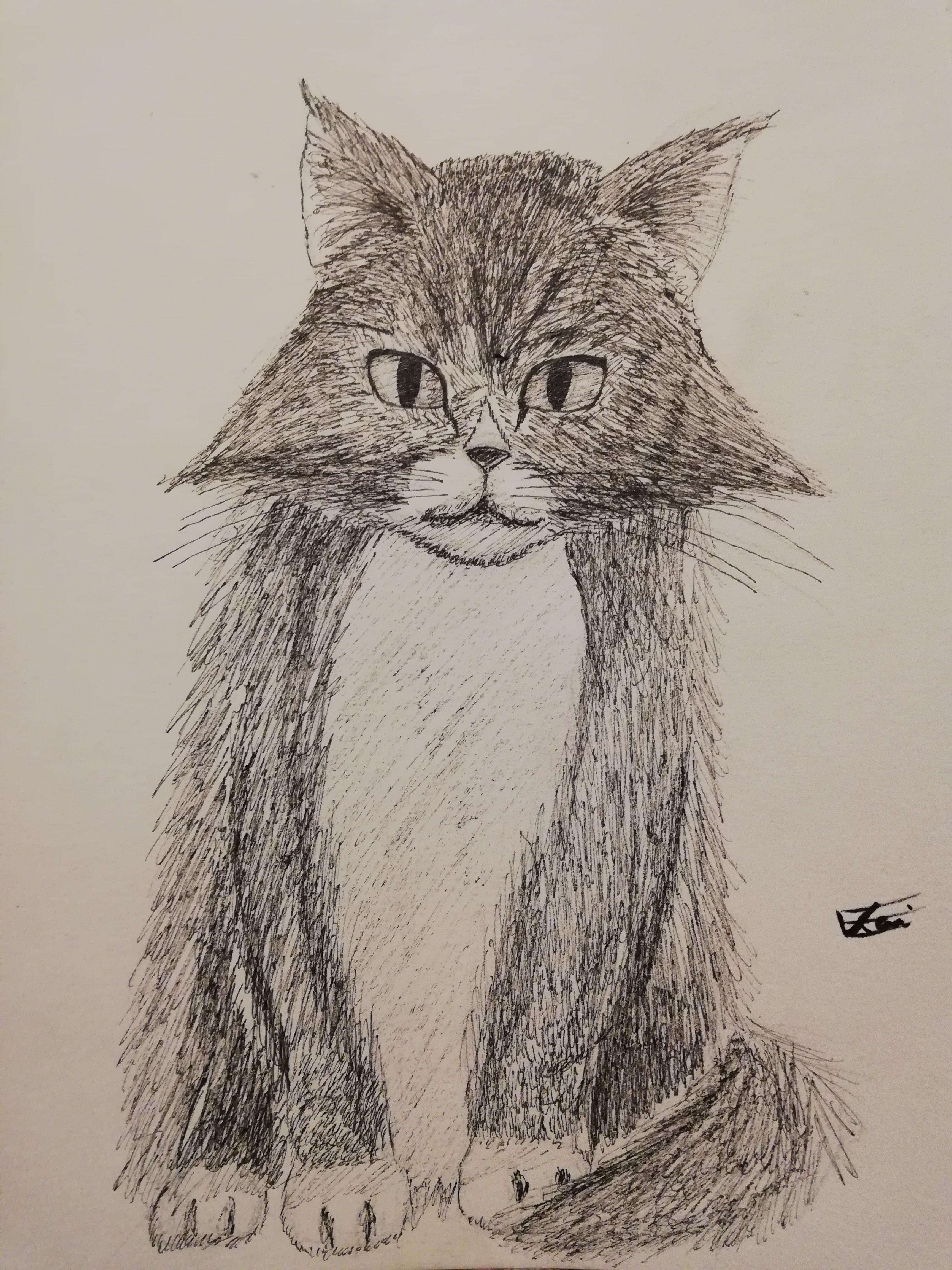 I draw my cat r/drawing