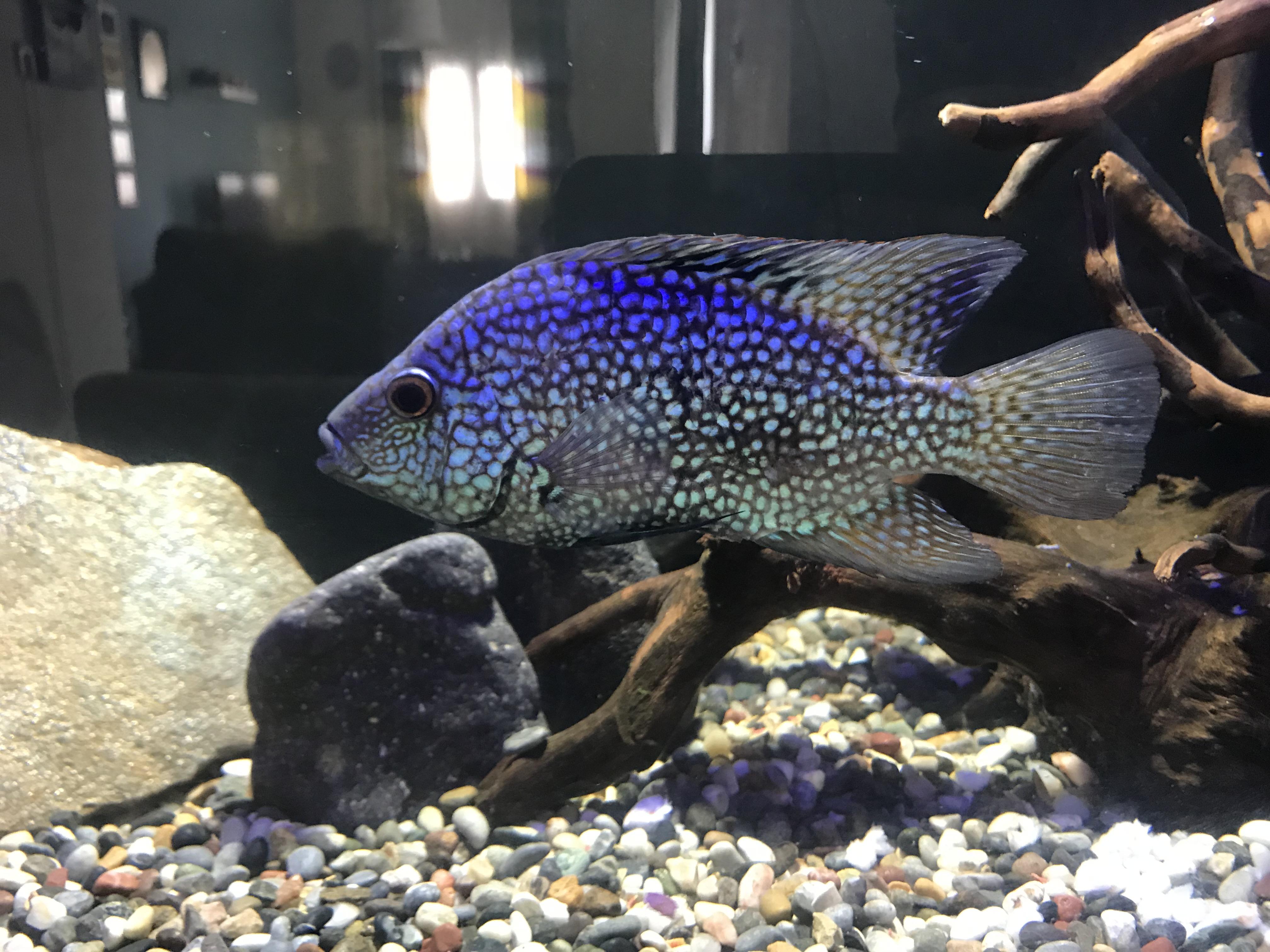 My fish has a sunken belly, it must be internal parasite. Please Help