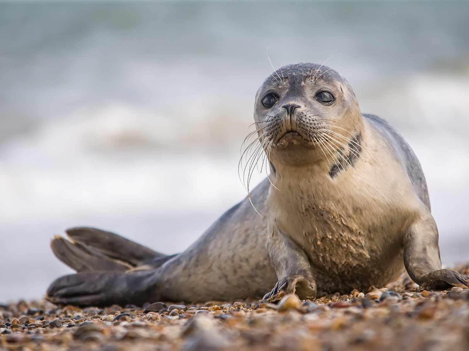 A picture of a seal always makes me happy : r/seals