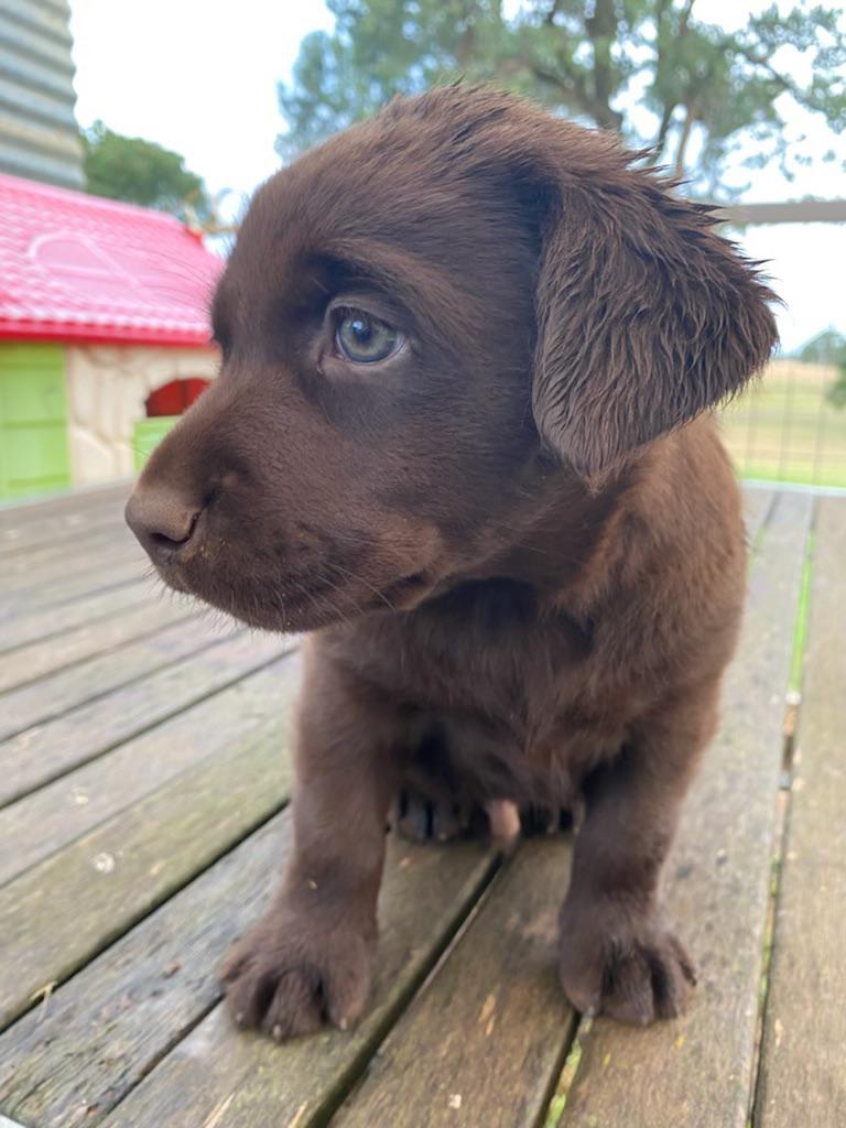 Newborn Chocolate Lab Puppies