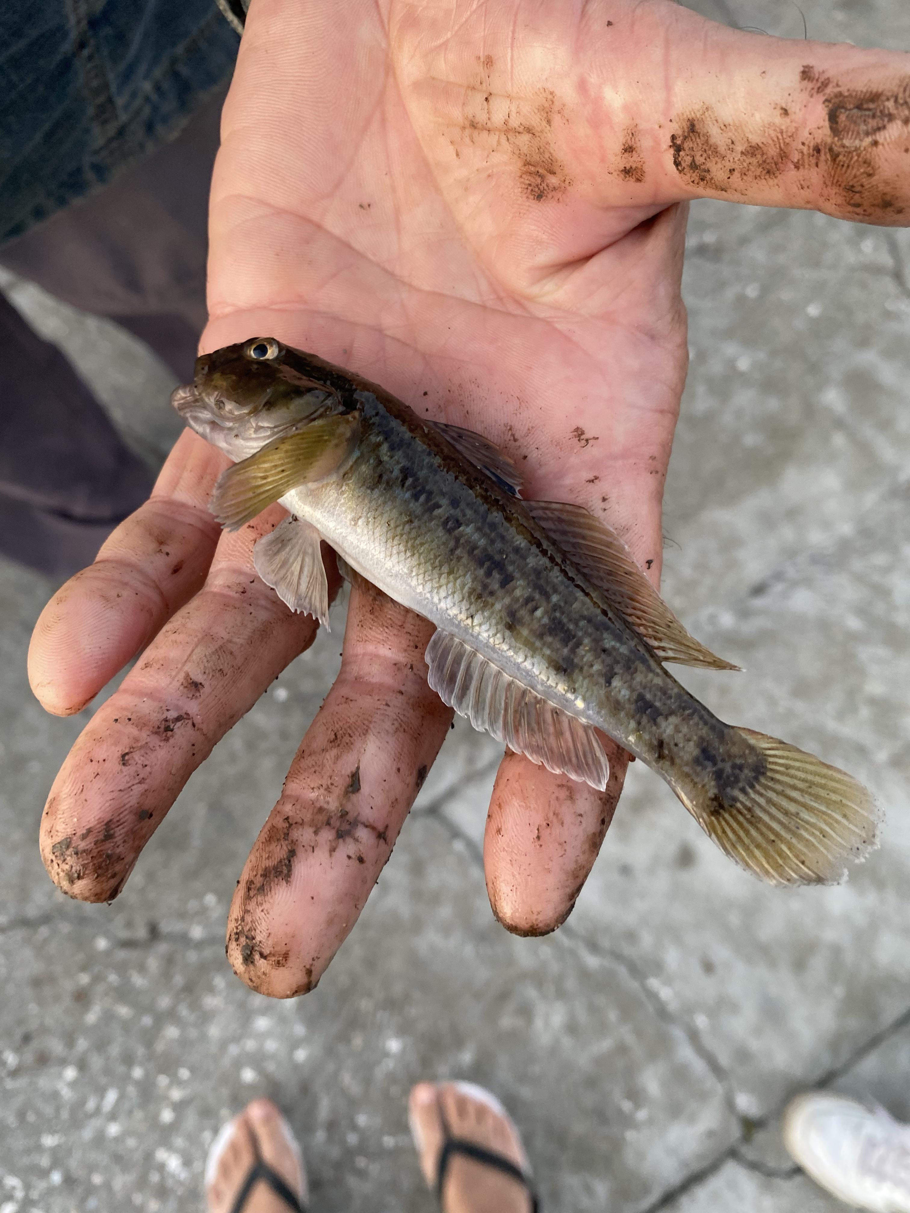 Saltwater fish from Ukraine near the port city of Odessa. Any ideas