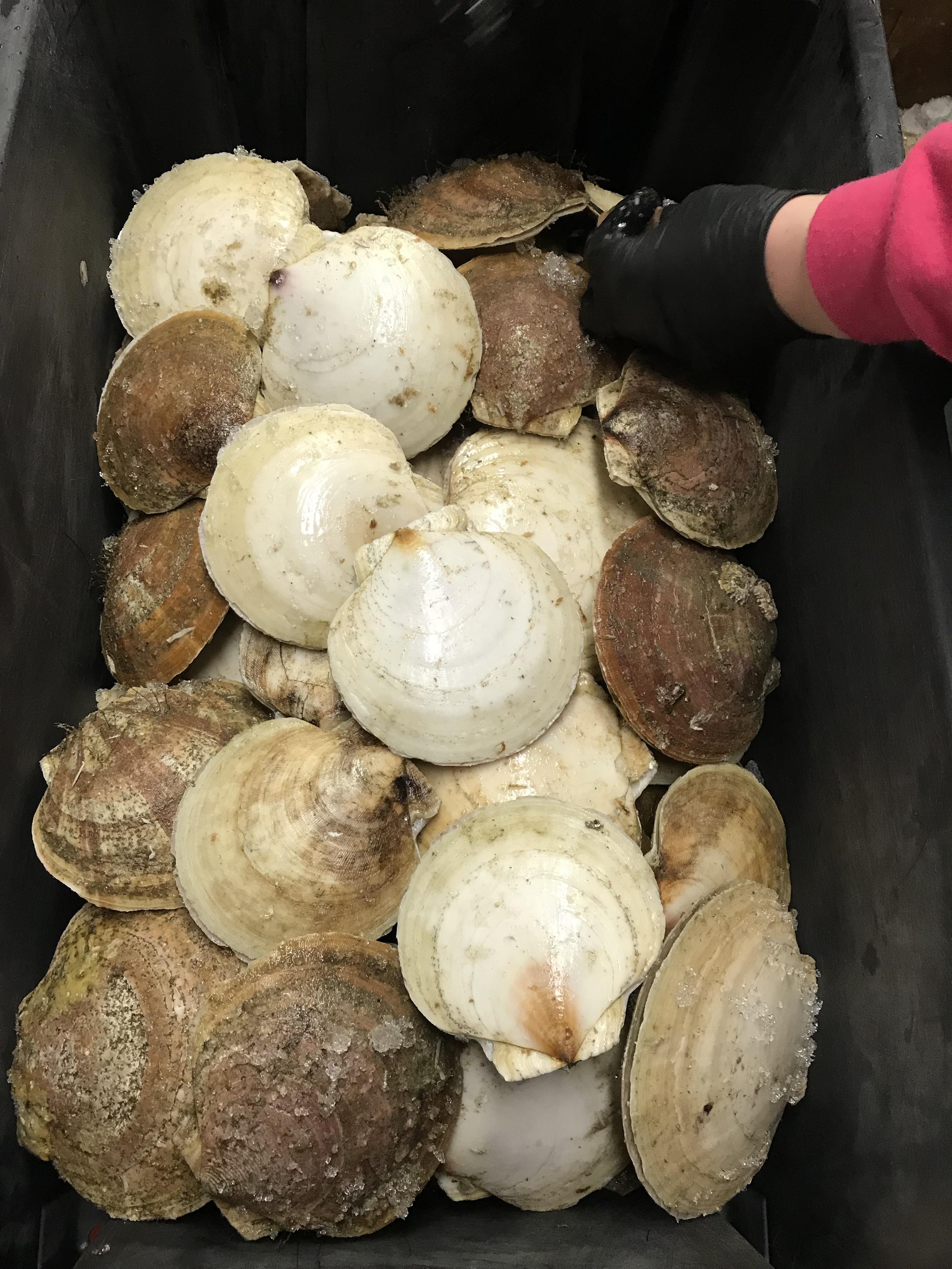 Live scallops in Minnesota!? r/KitchenConfidential