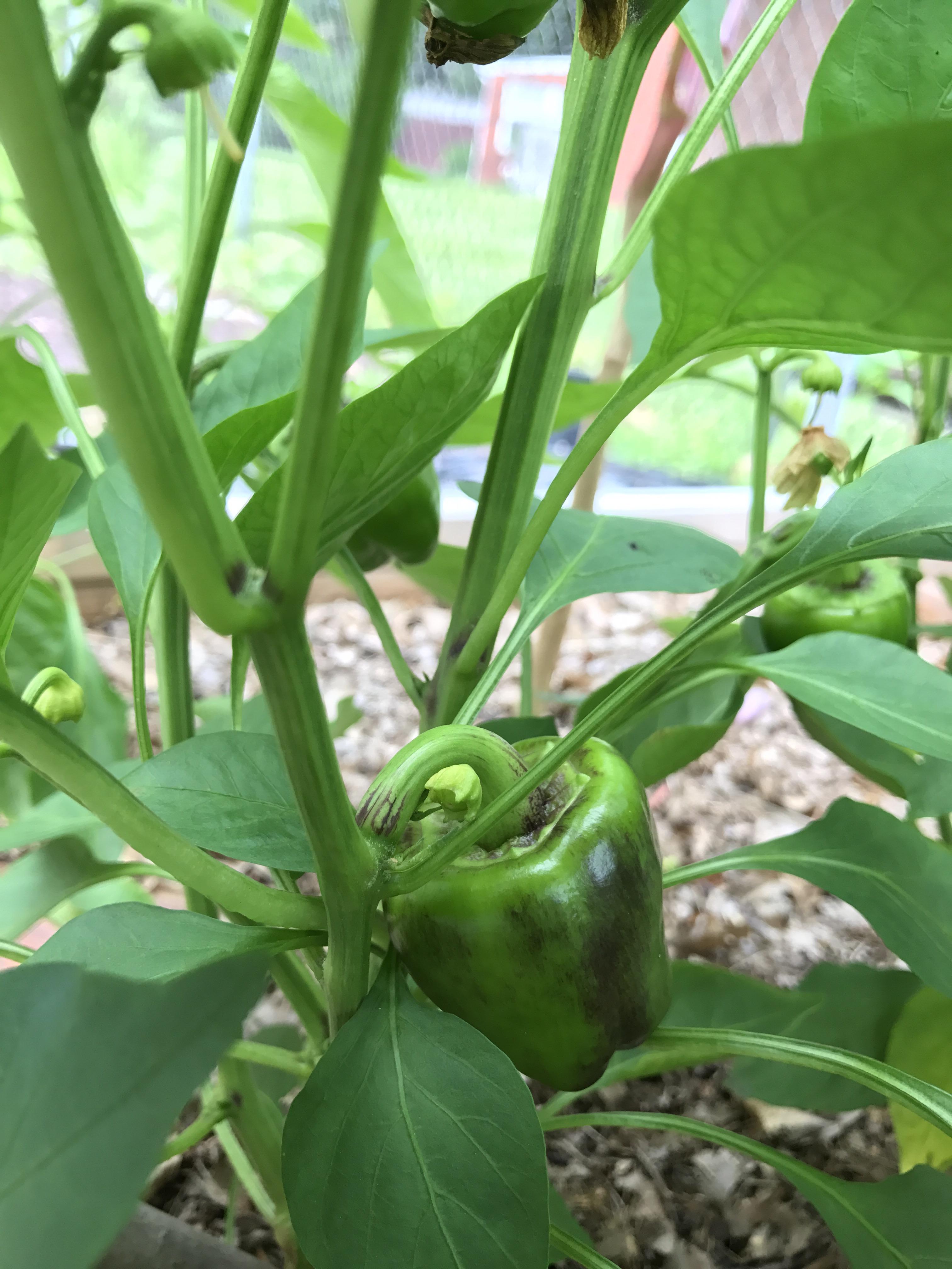 Why is my bell pepper turning this color? r/gardening