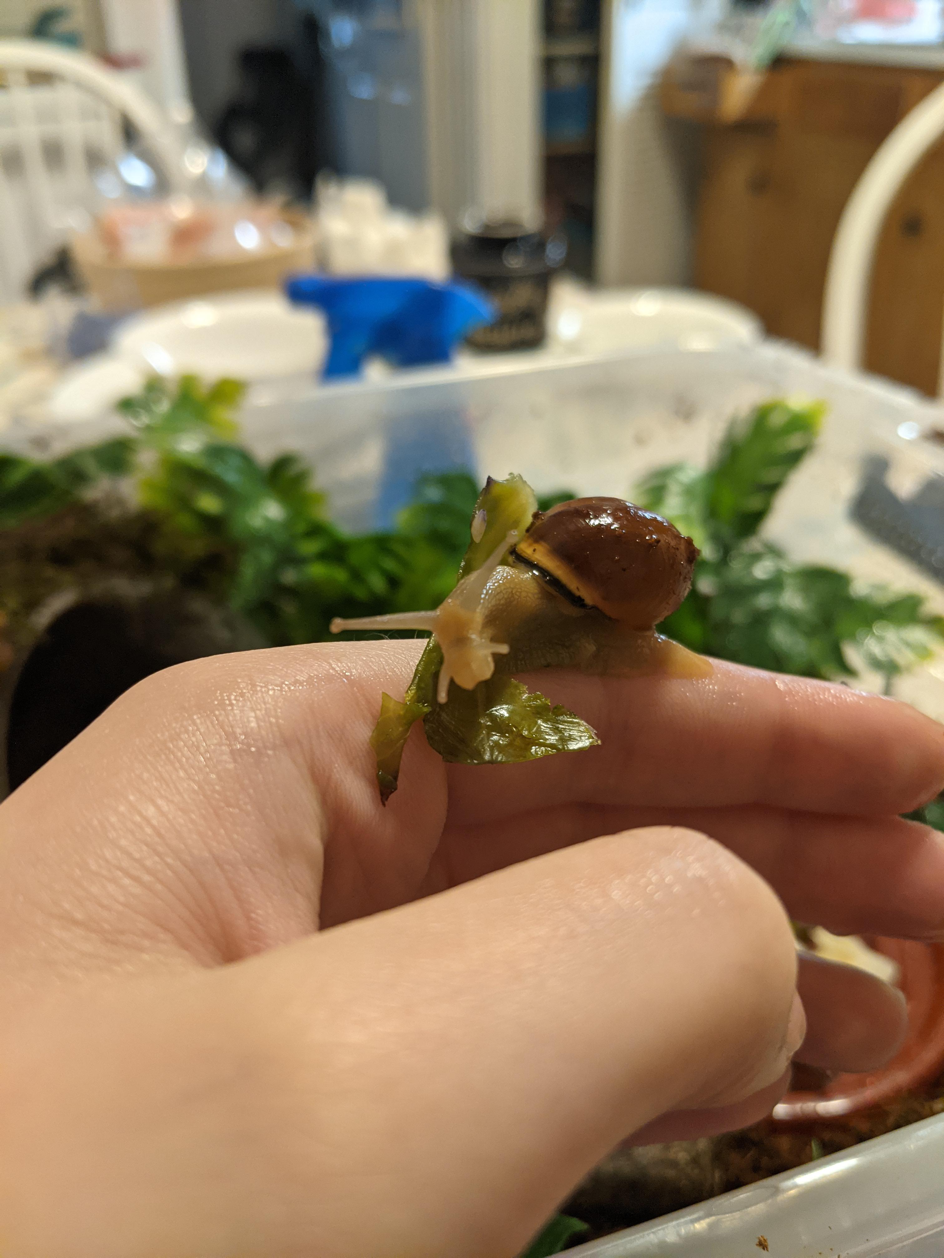 How do you clean/sterilize leaf litter, moss and rotting wood for grove snails? r/snails