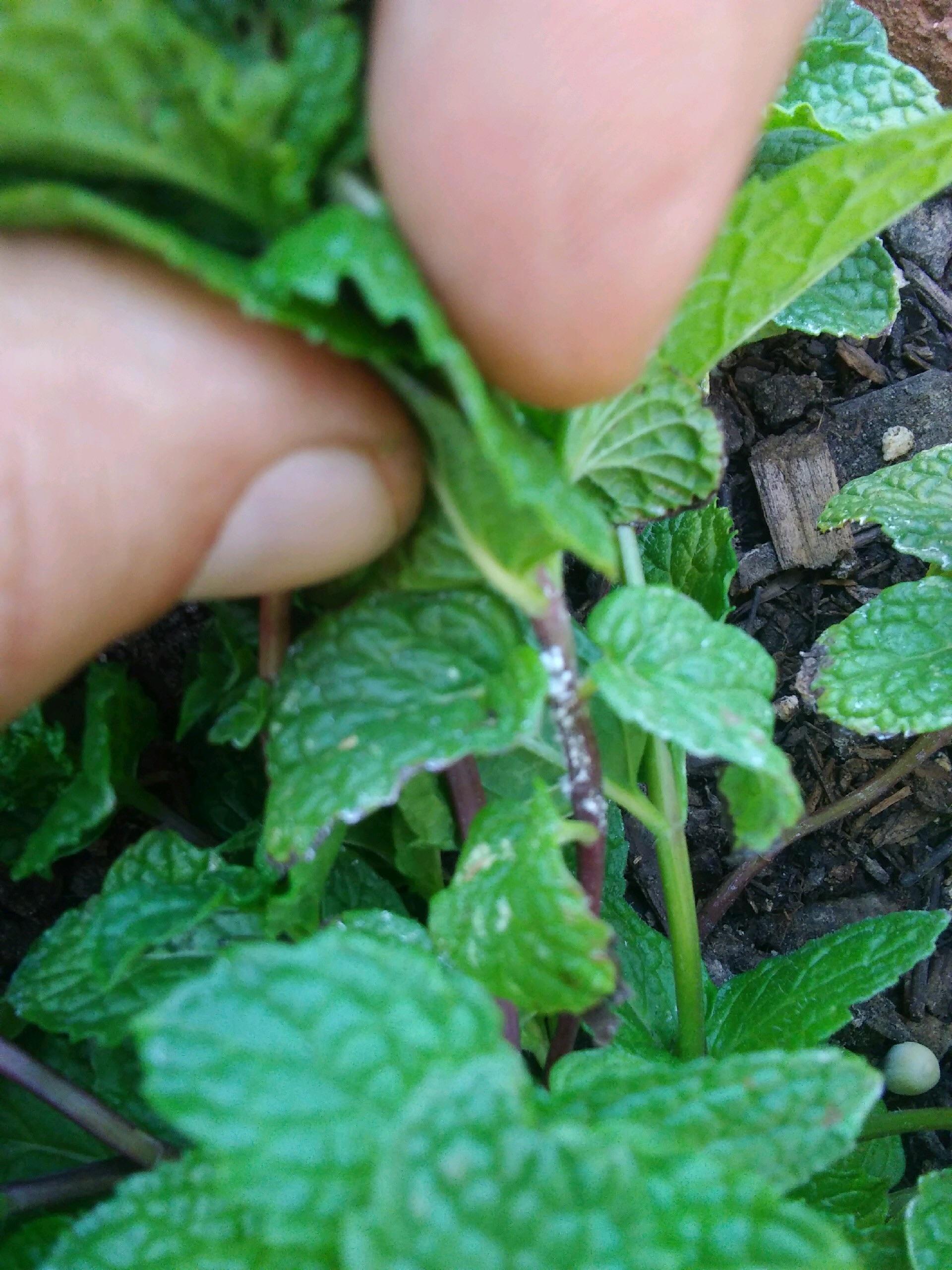 Can anyone please help? White spots on the stems of my mint and thyme