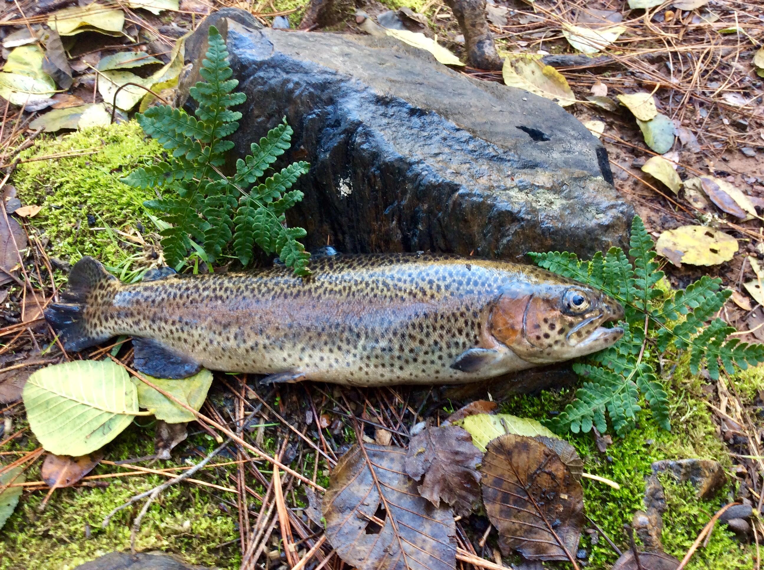 Rainbow trout, secret reservoir, Sierra Nevada foothills r/Fishing