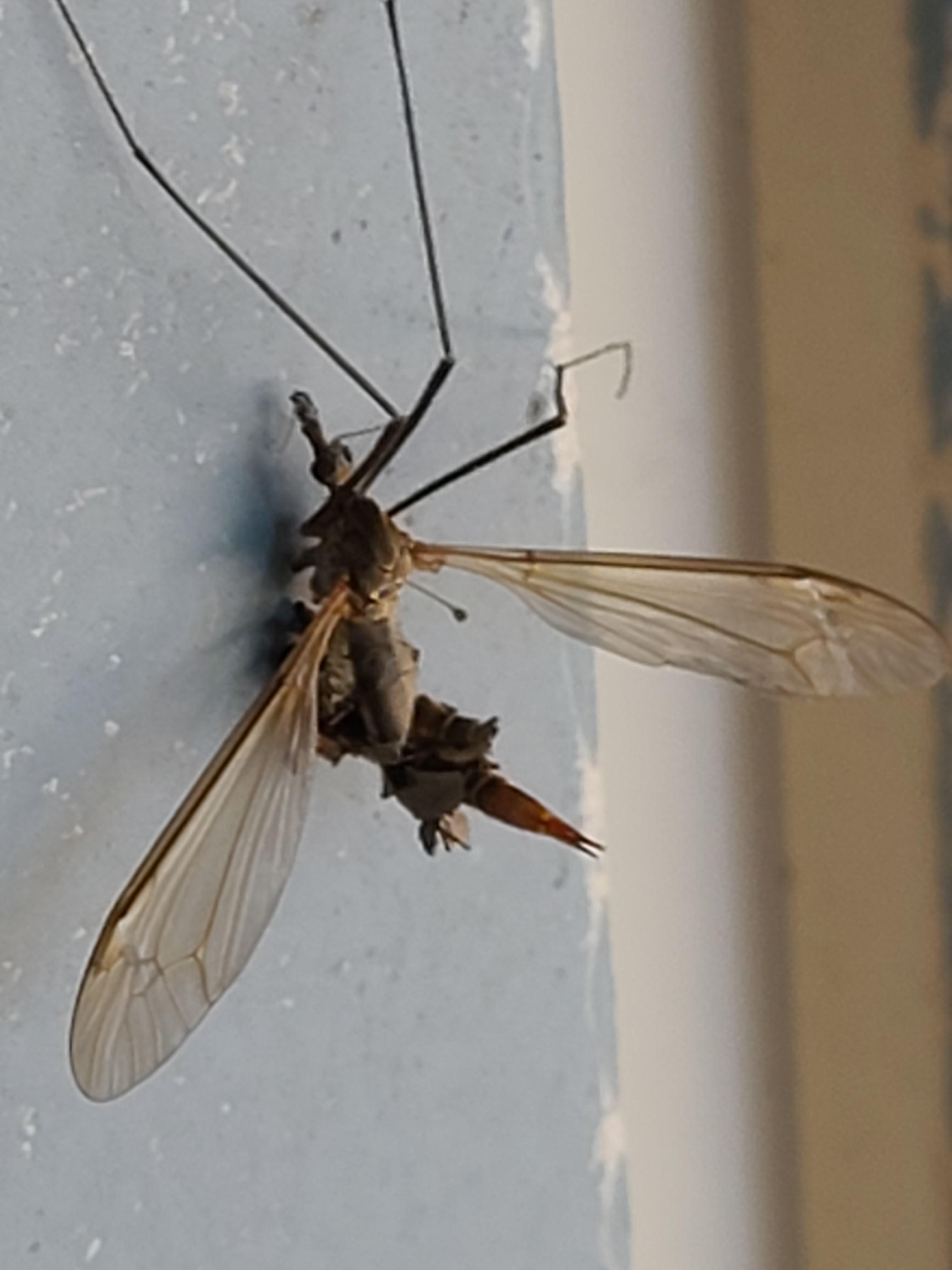 Flying Bugs In Florida