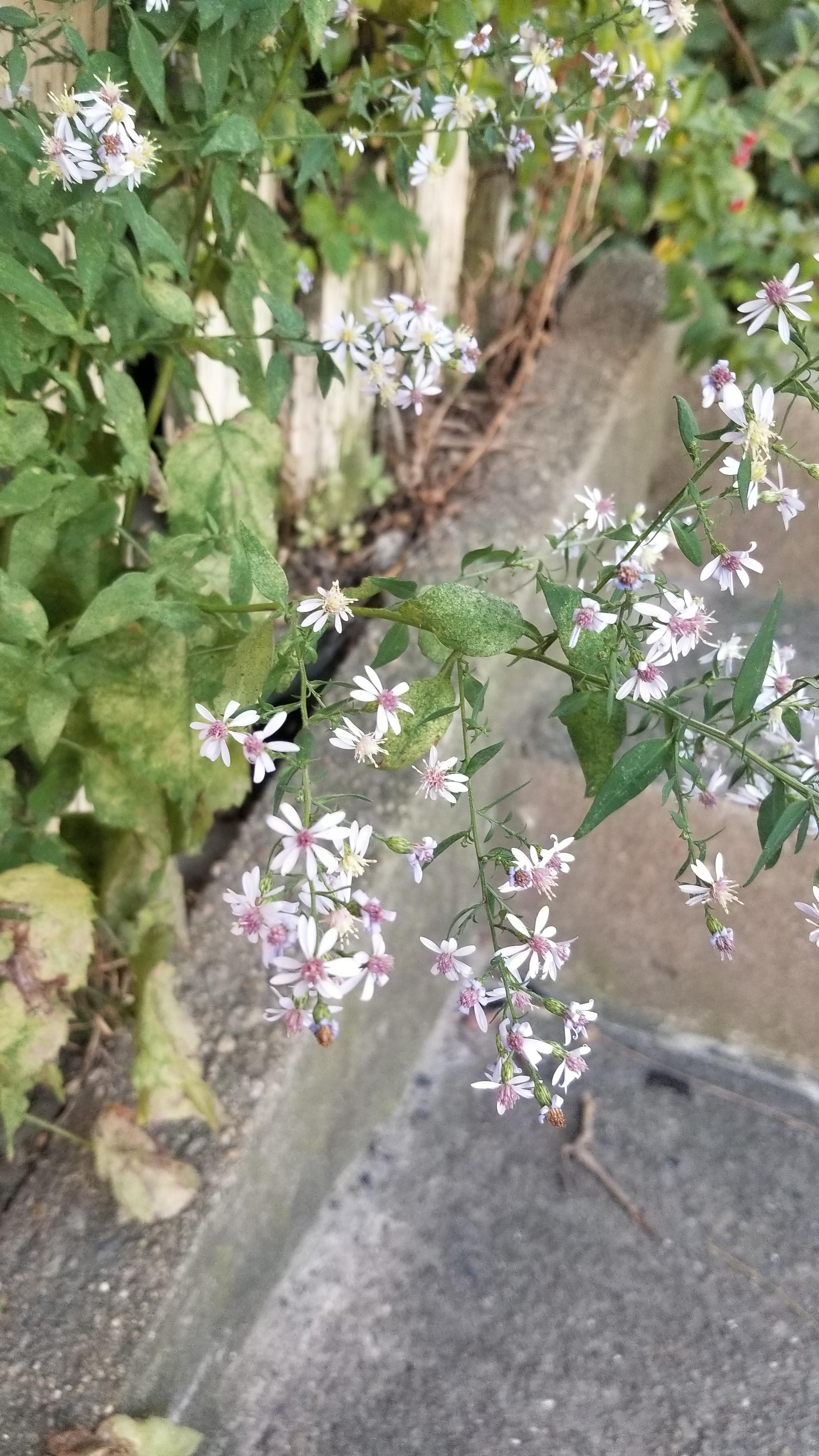 What are these little purple flowers? r/PlantIdentification