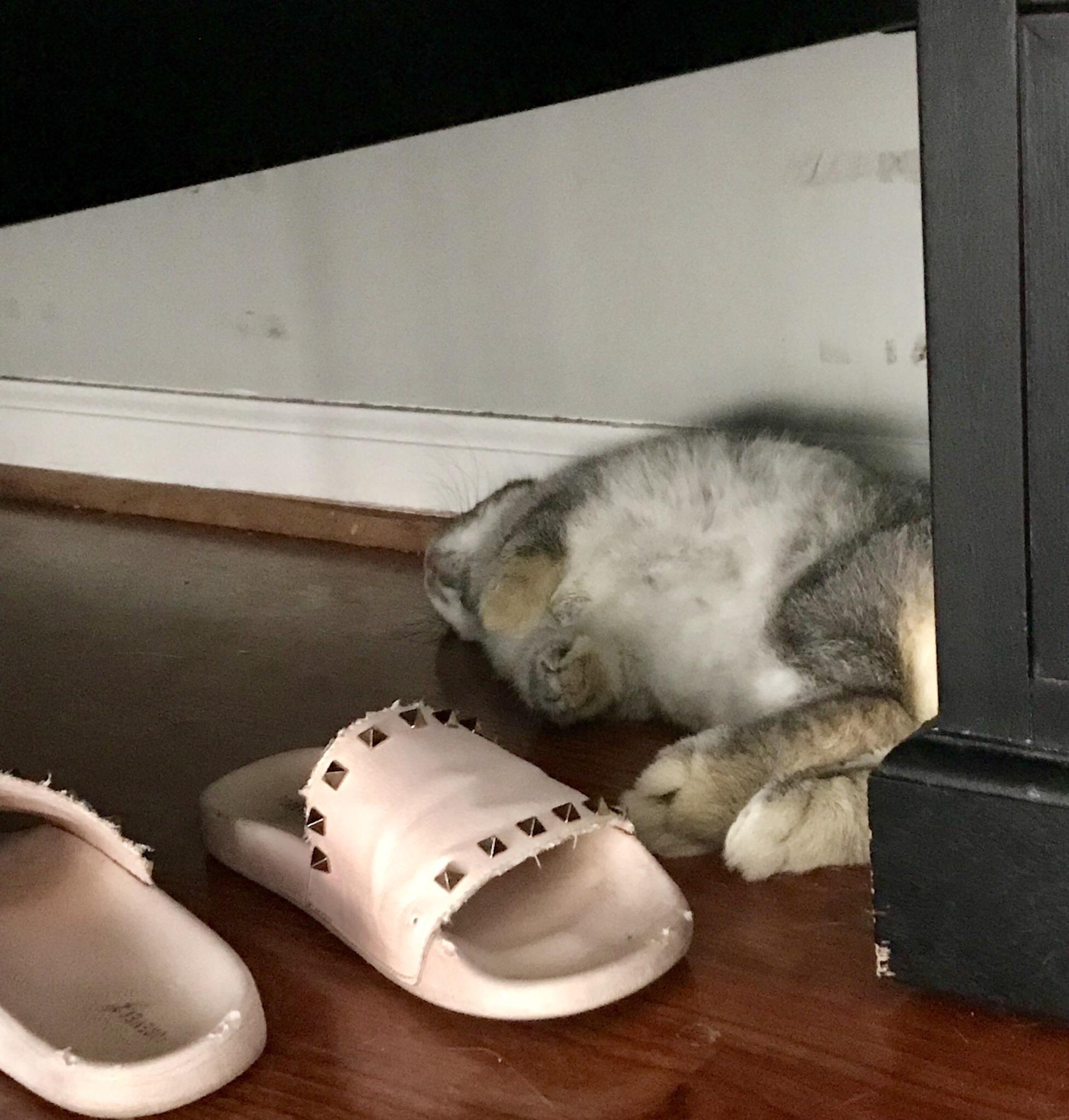 Exhausted from chewing shoes under the bed r/Rabbits