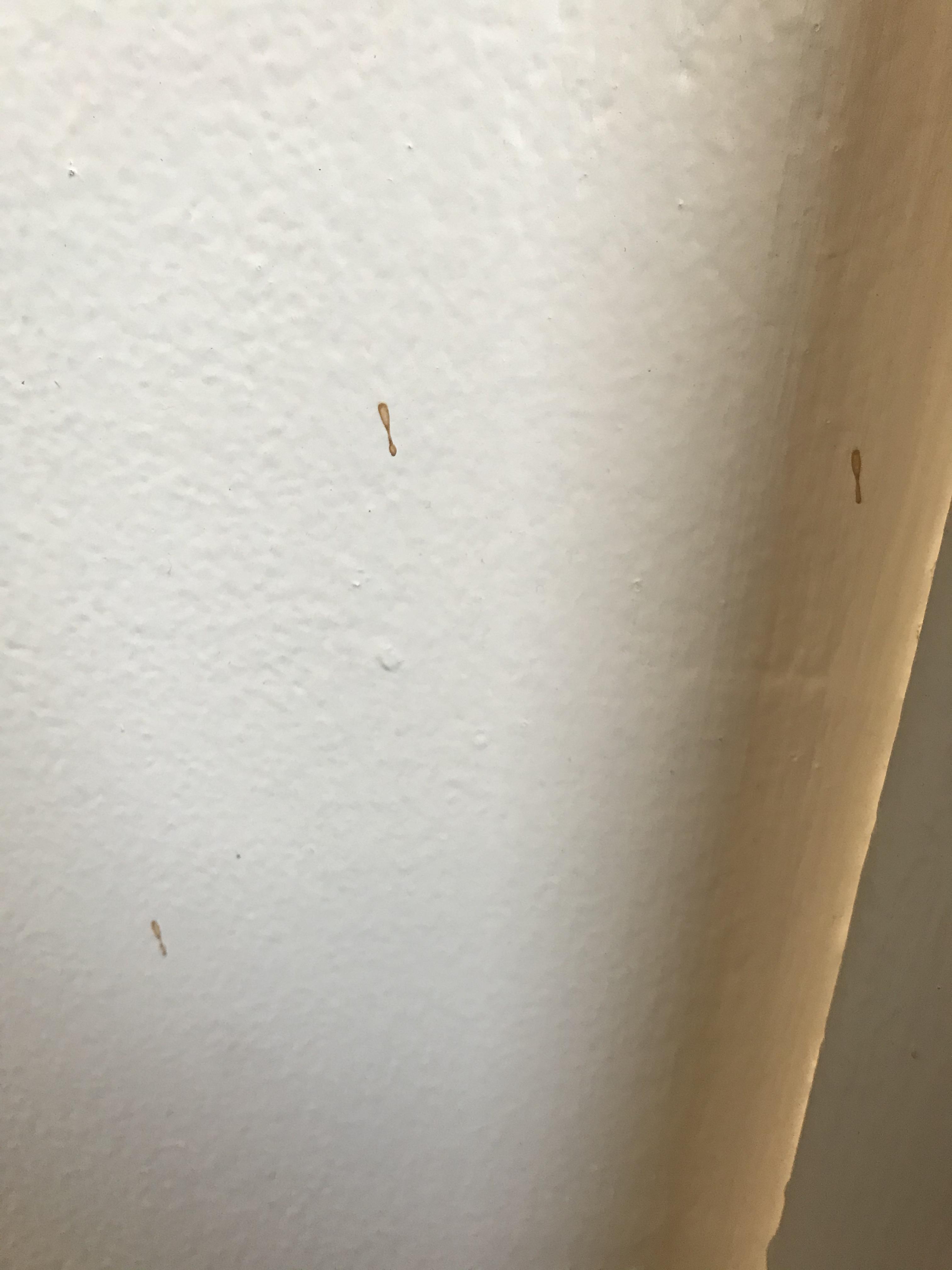 What bug poops like this on walls? r/whatsthisbug