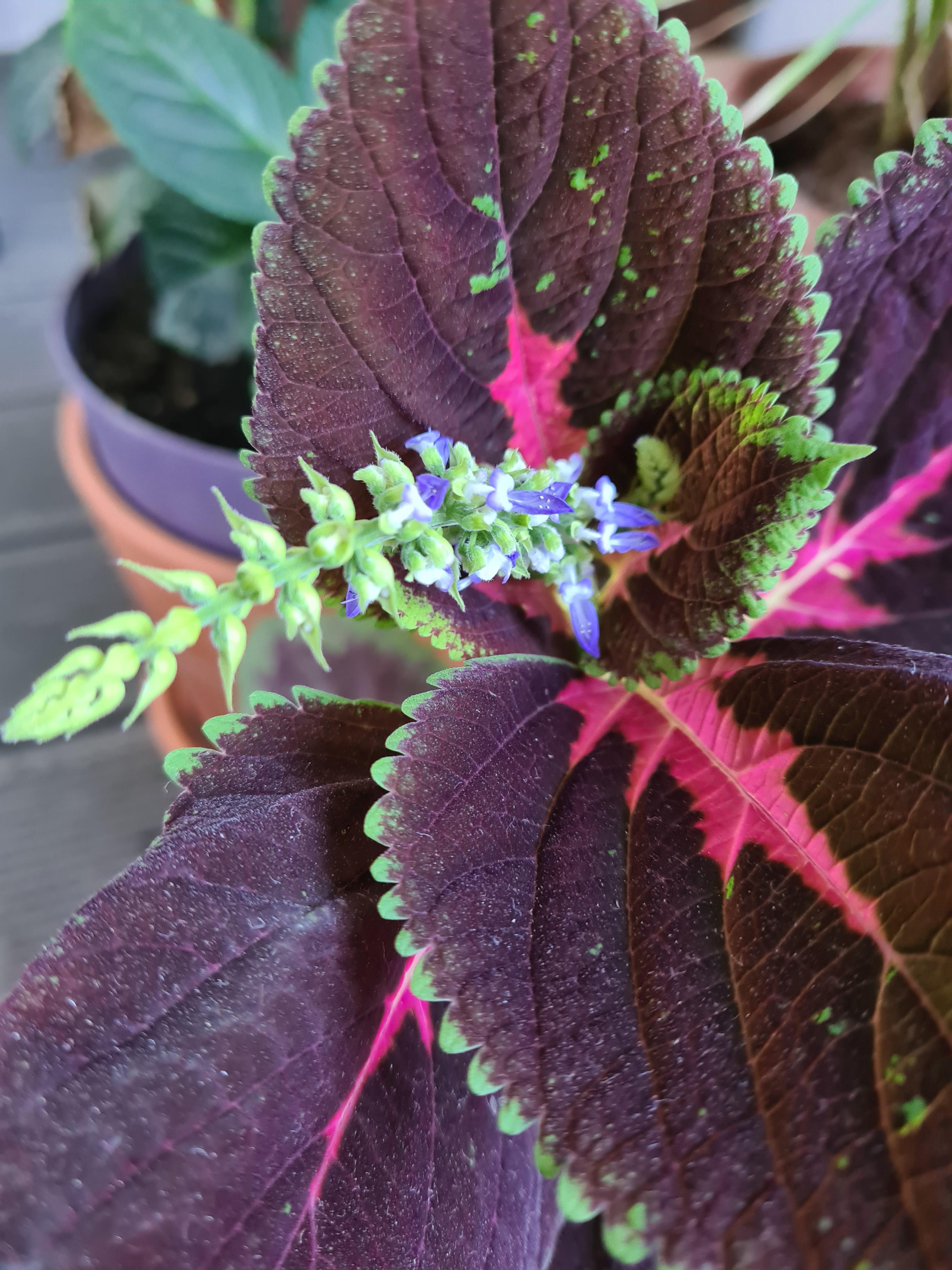 I've read so often that Coleus flowers are not pretty and should be cut