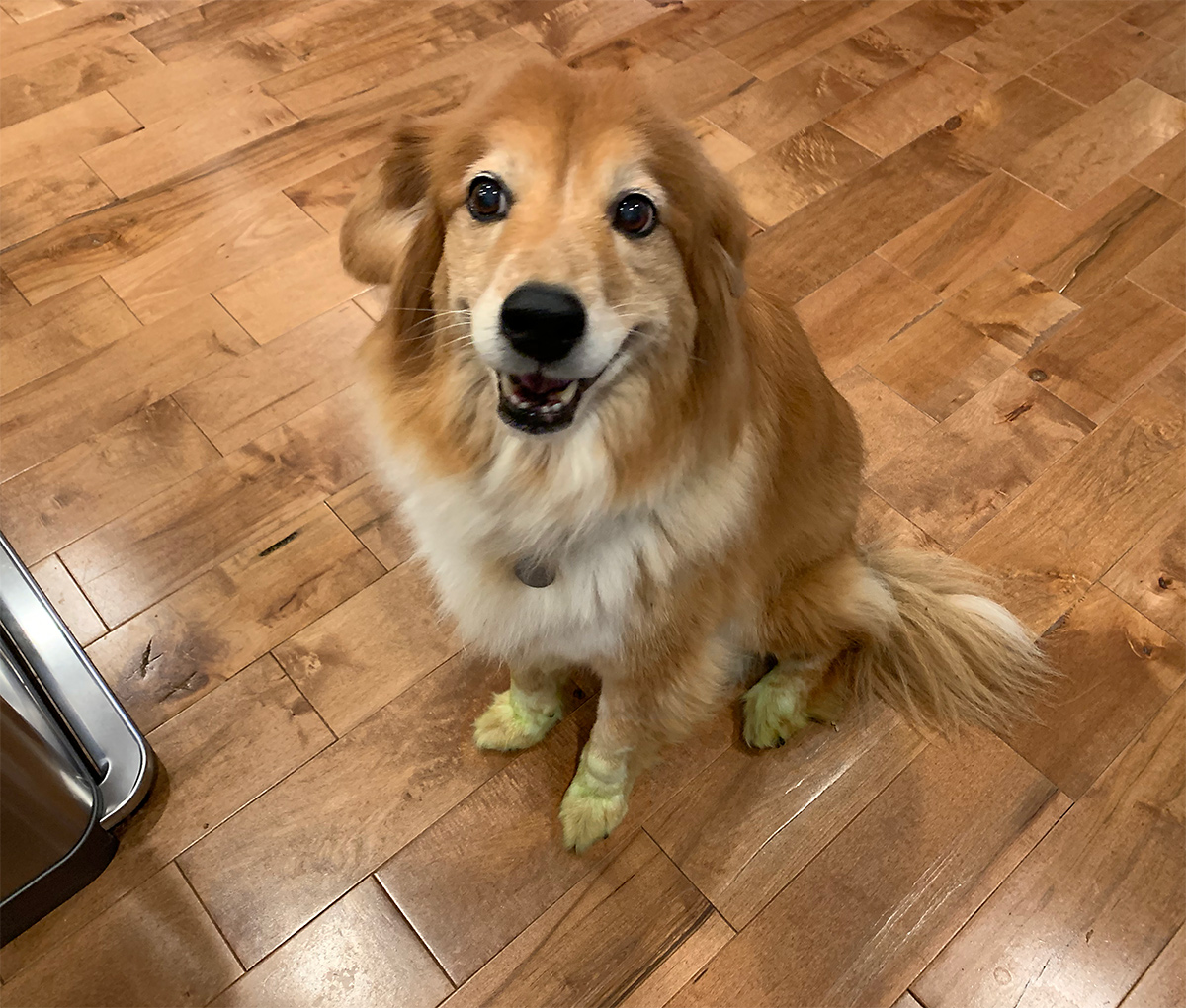 My dog's green paws she loves to run in the fresh cut grass as I mow