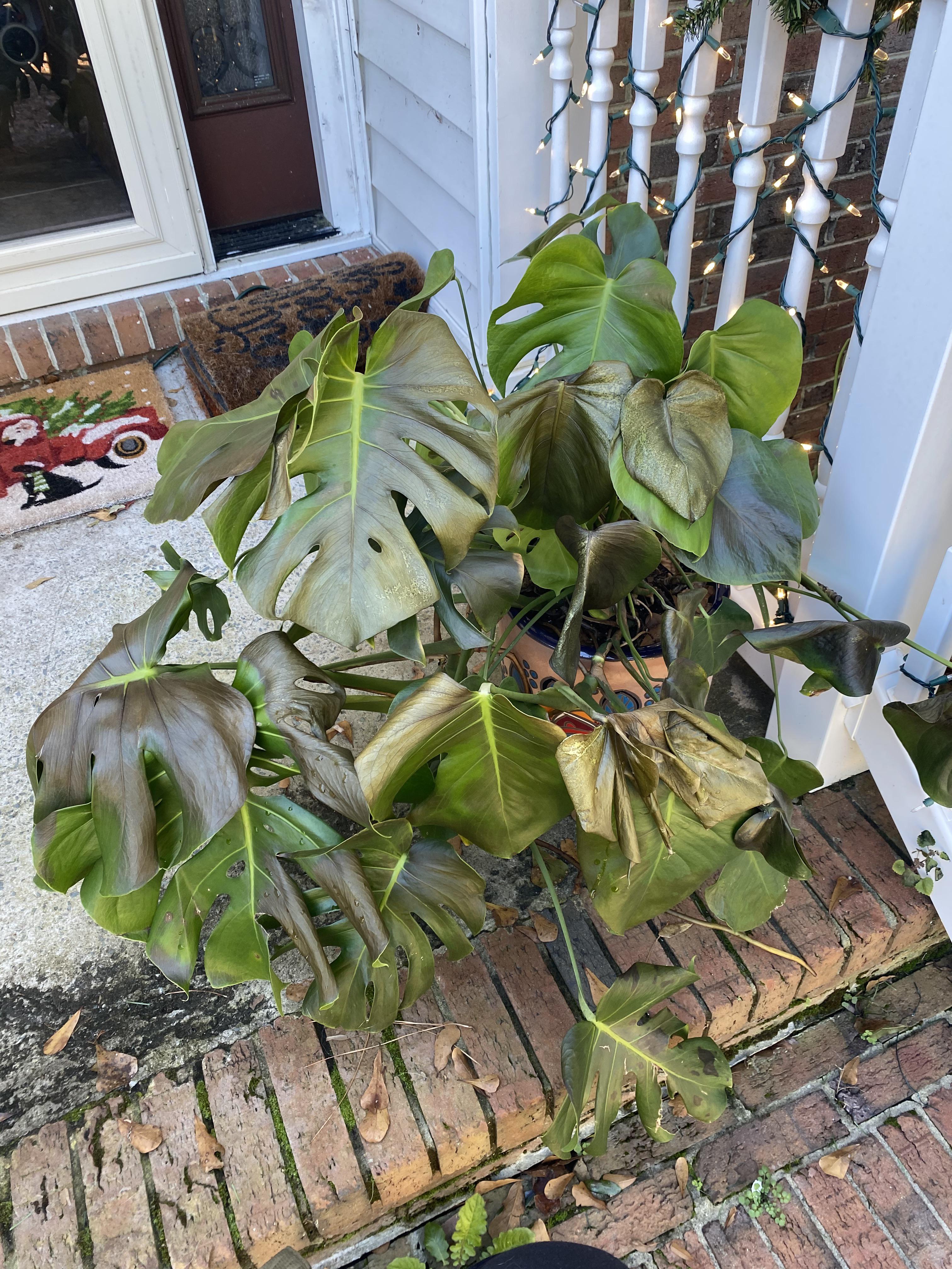 Monstera Frost Damage r/houseplants