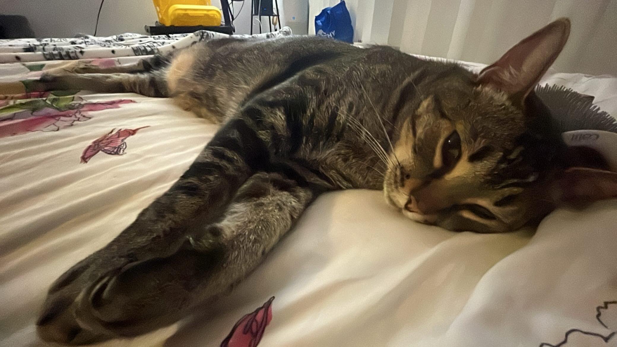 Last night my SIC pooped the longest intact poop I’ve ever seen, had