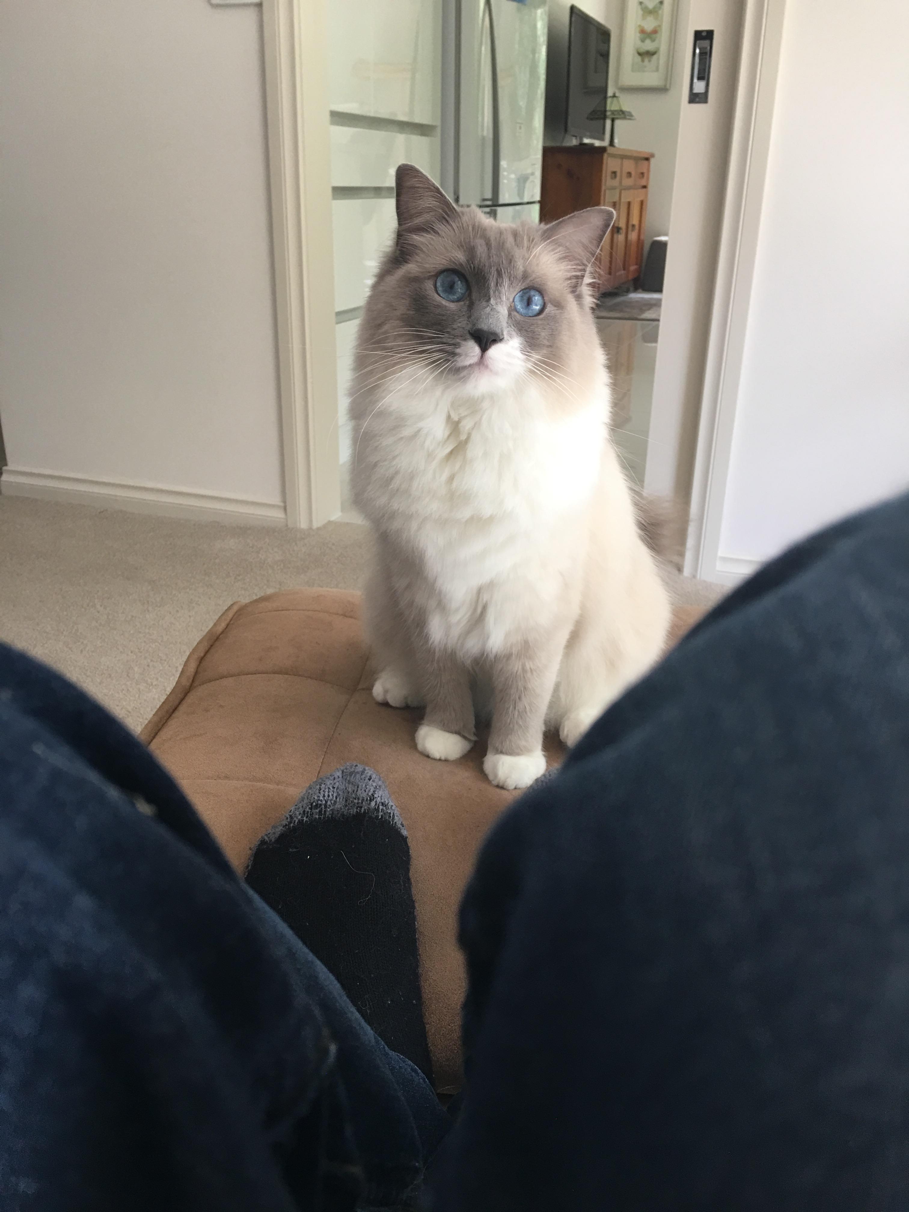 Ragdolls are the best cats r/cats