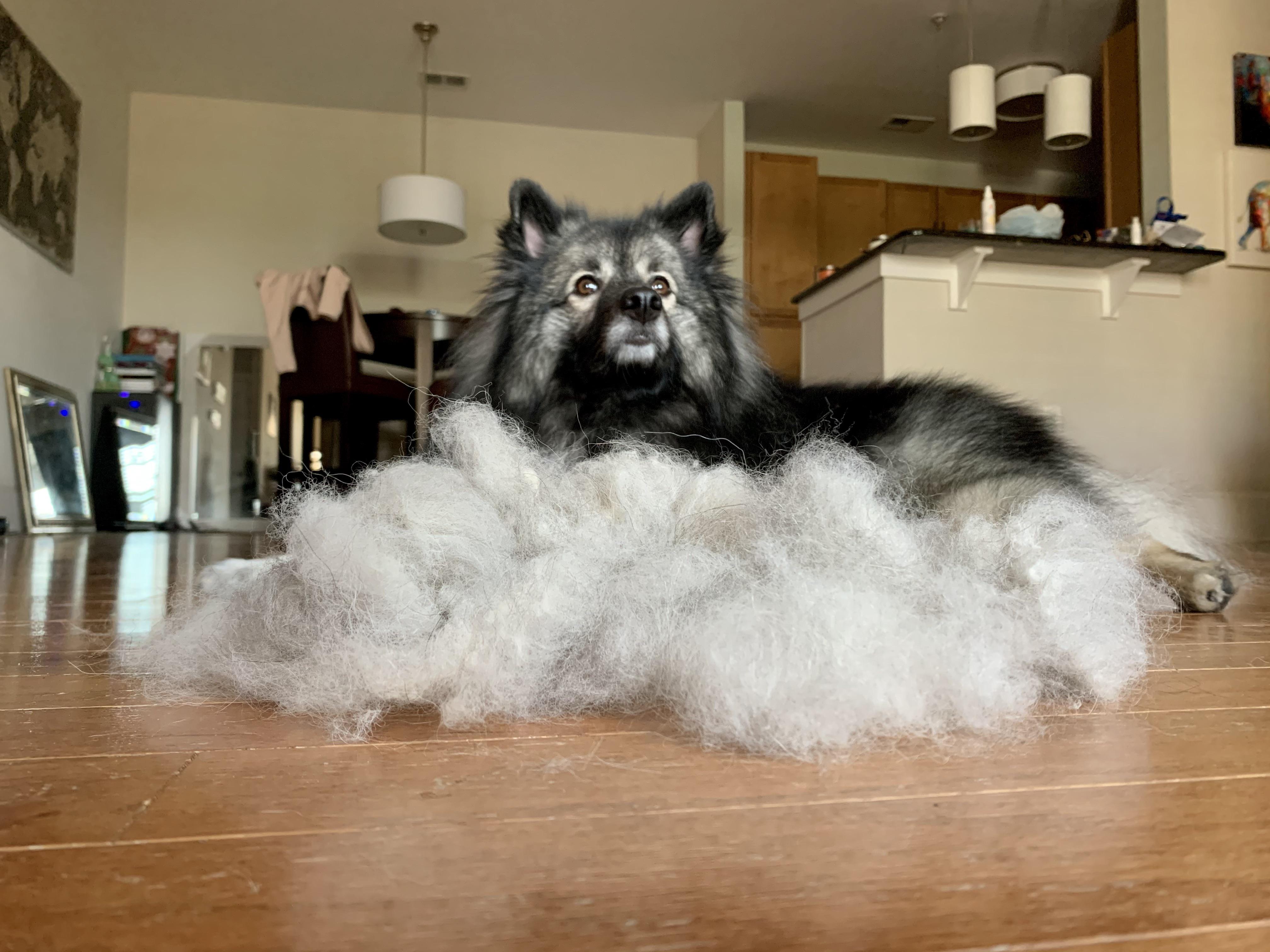 Floating on a cloud made entirely of his undercoat. It’s coat blowing