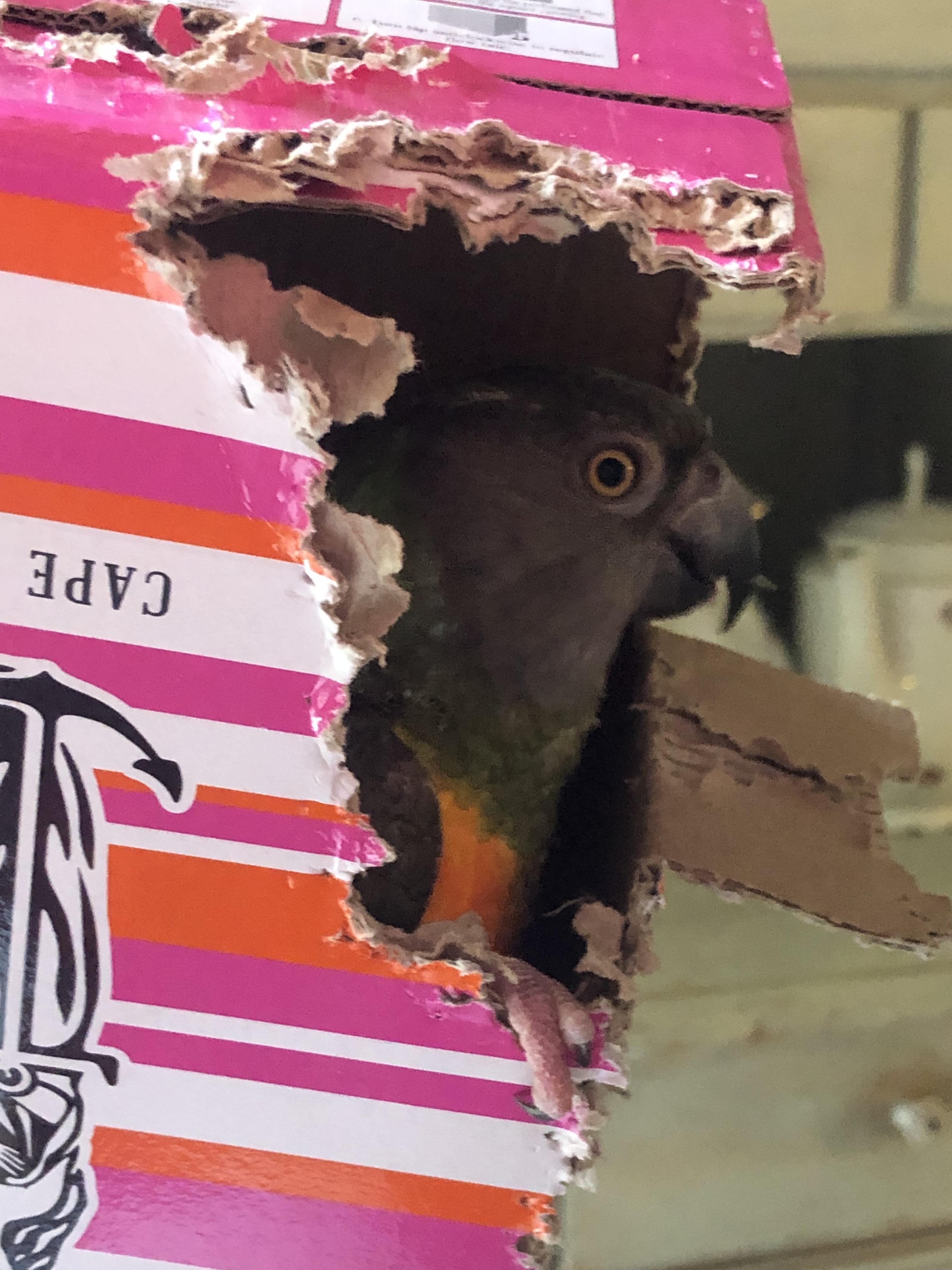 Hi mtv to my crib r/parrots