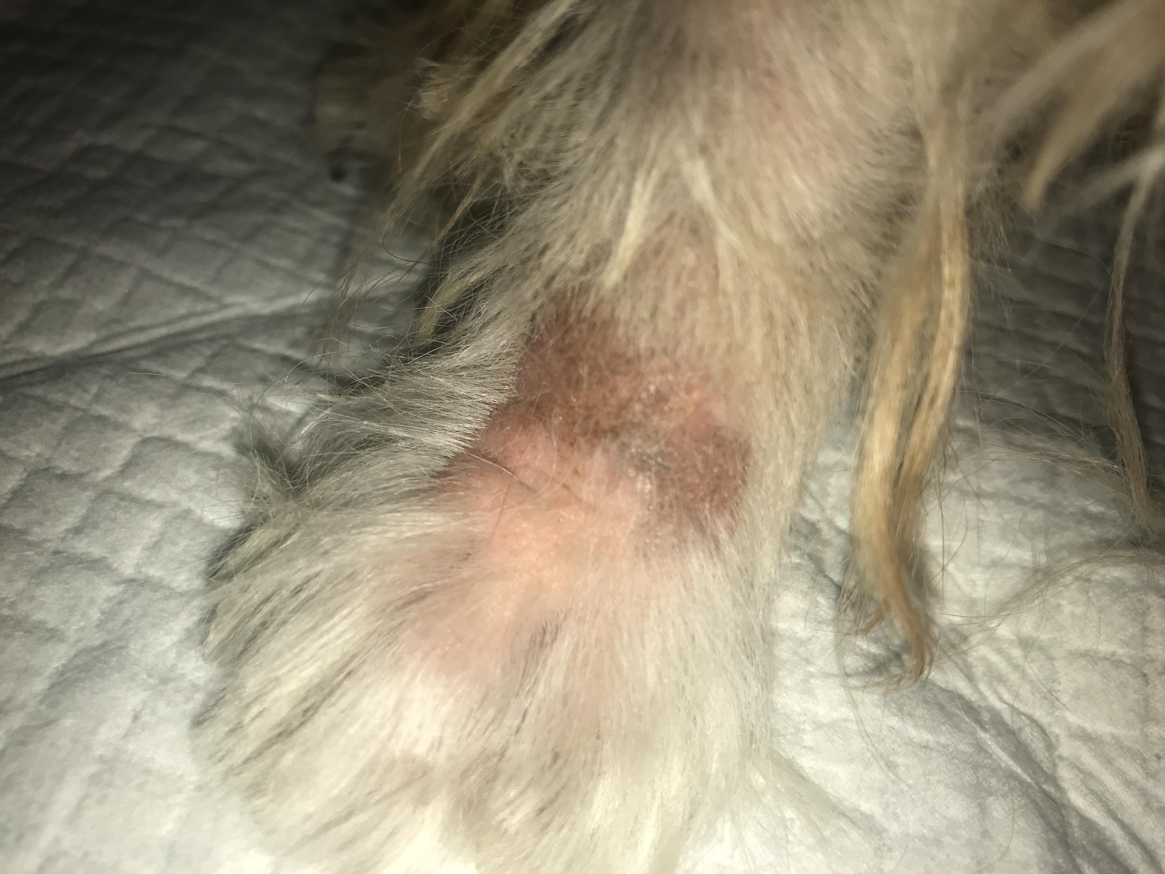 Does anybody know what this is? It was on my dog’s leg r/DogHealth