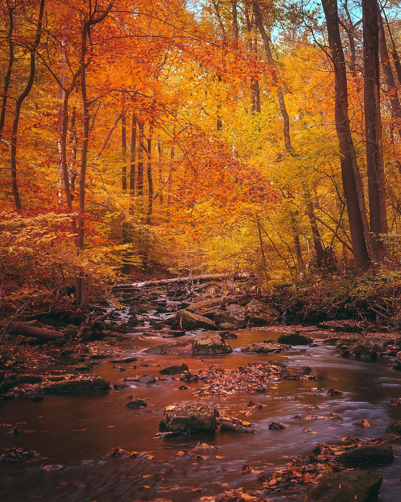The Black River (Hacklebarney State Park, NJ) r/Autumn