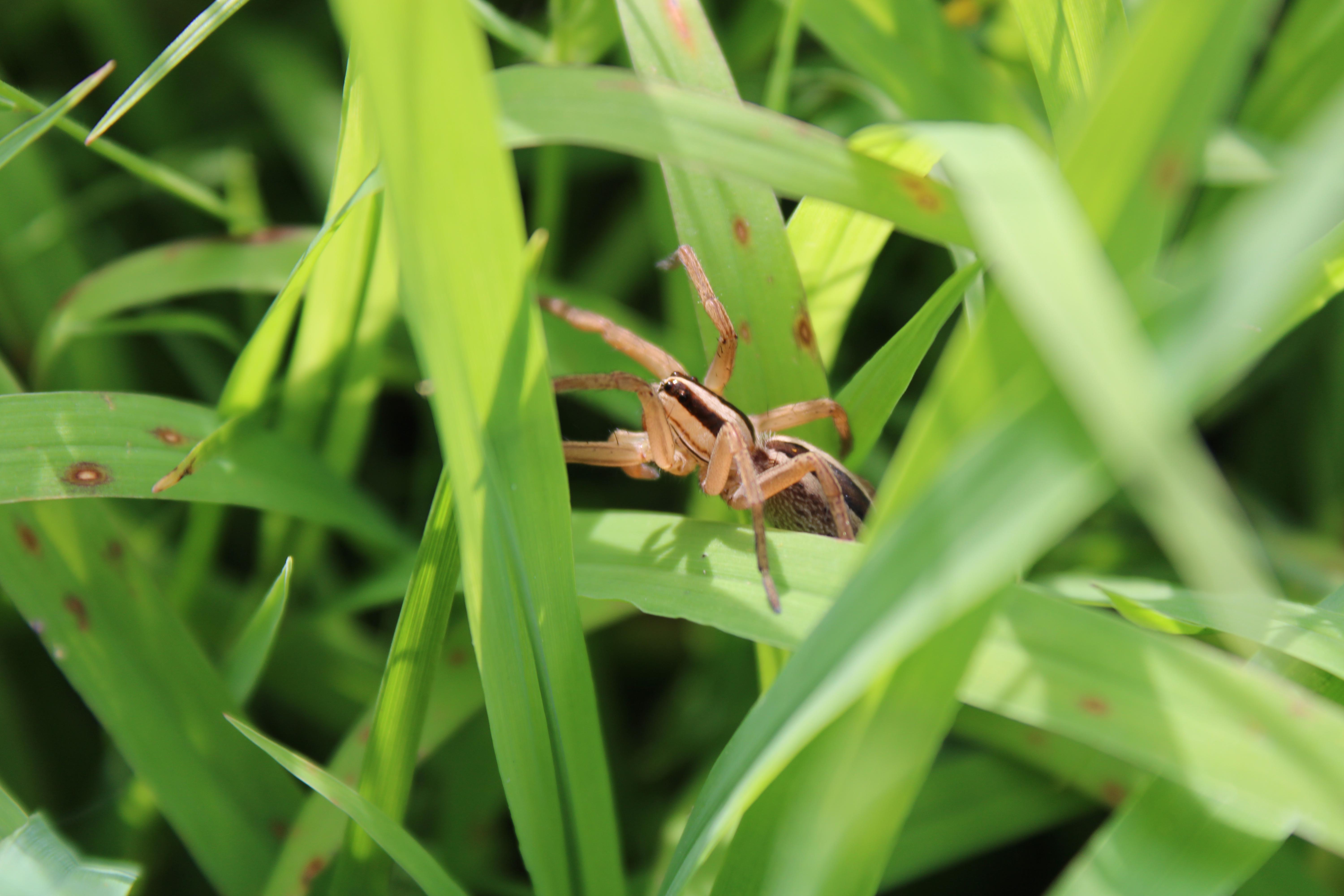 grass spider! r/spiders