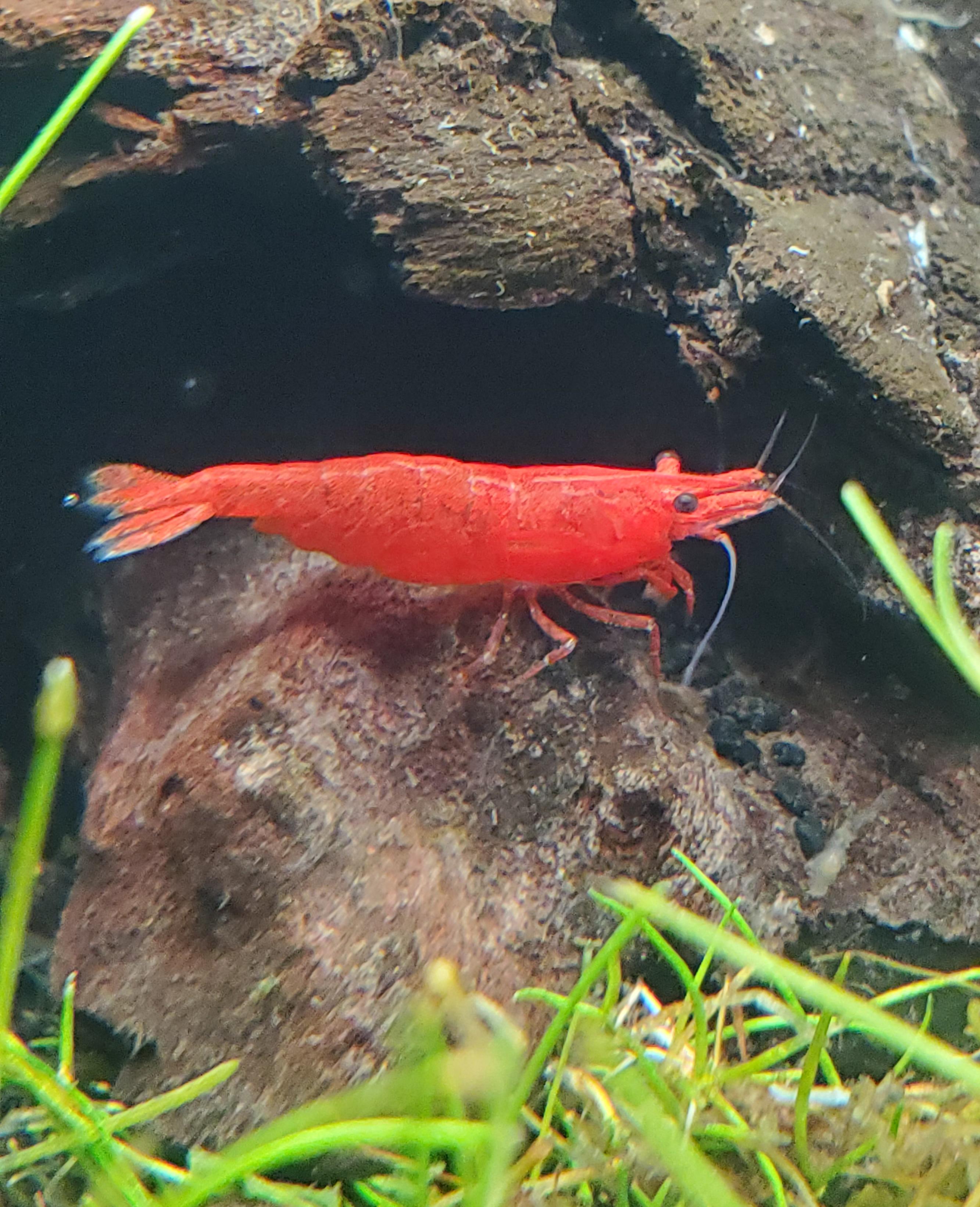 Found the reddest shrimp I've ever had hiding away in a quarantine tank