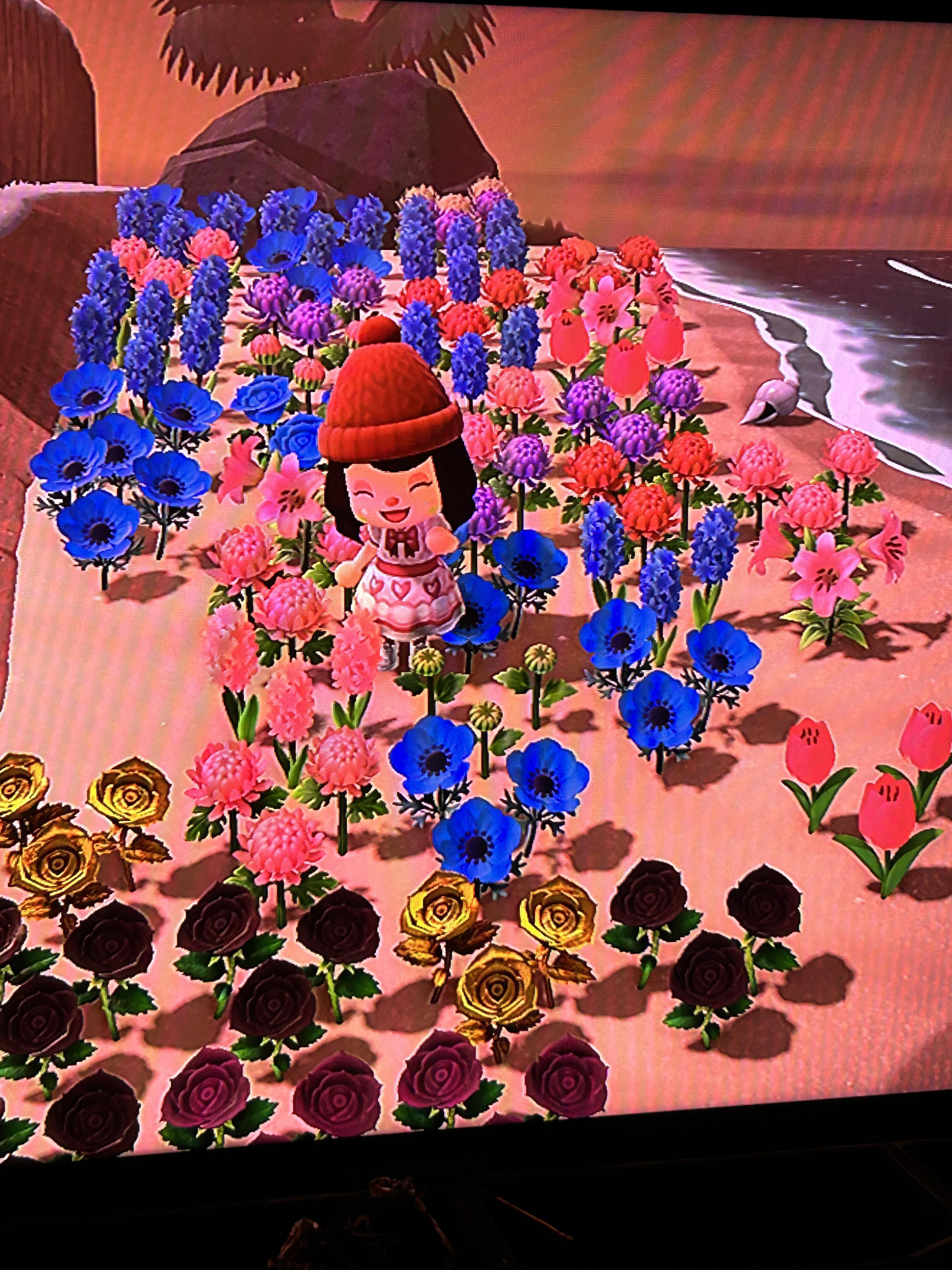 Anyone want some of these flowers? I have some extra that are taking up