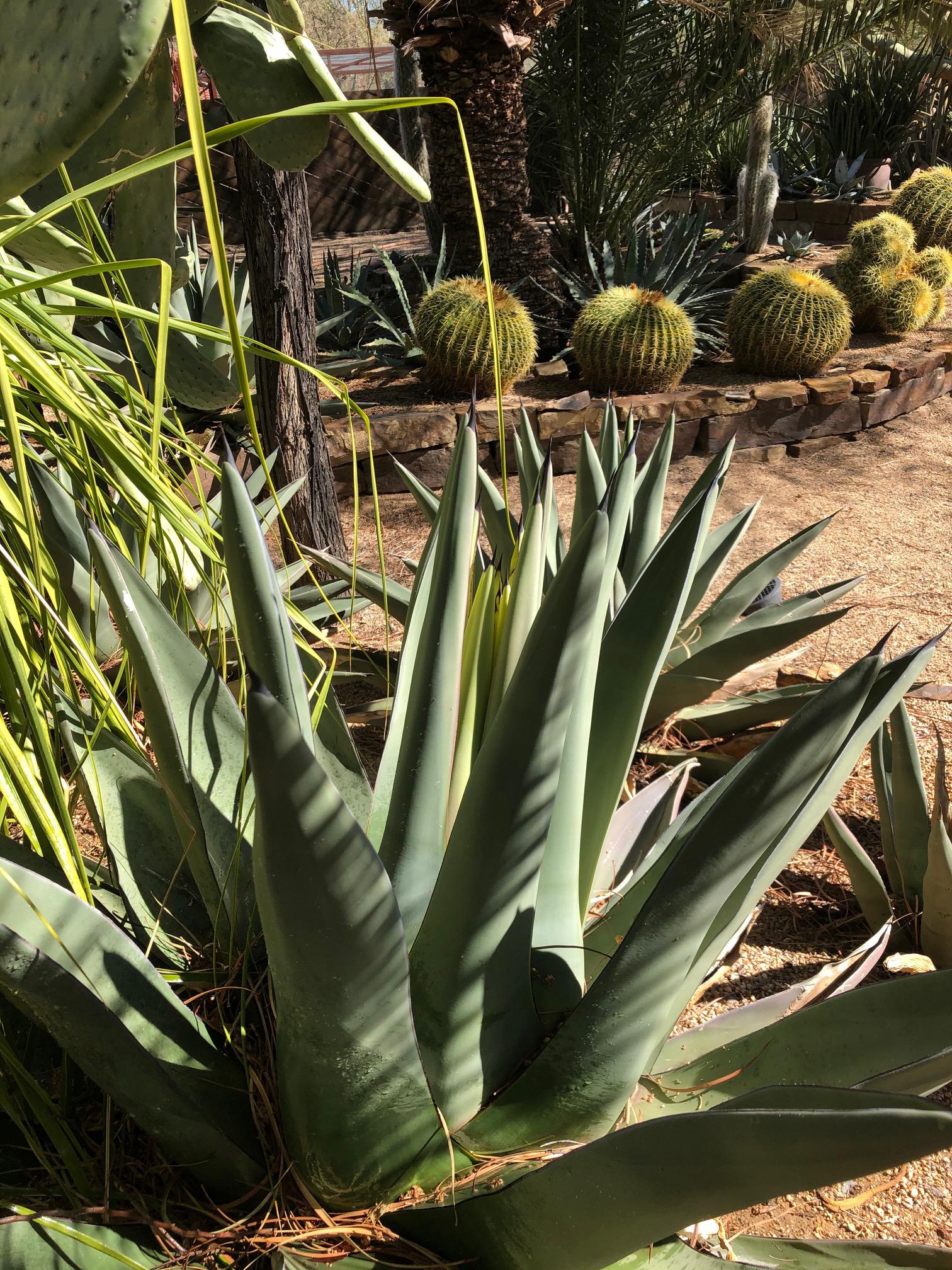 Rats, my agave sharkskin is going to bloom ( r/AgaveAndAloe