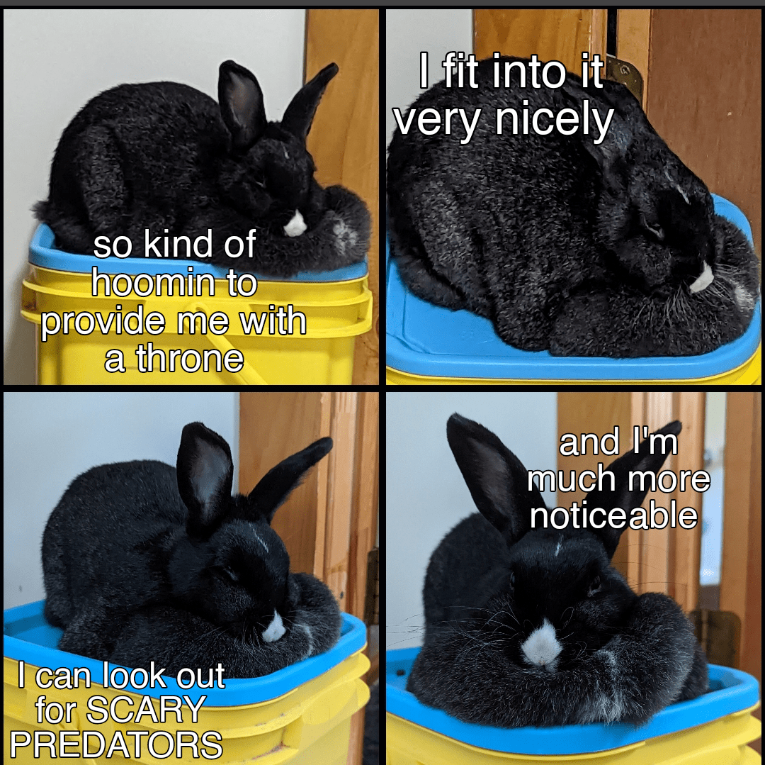 disclaimer cat litter is not used in Her Royal Majesty's litterbox